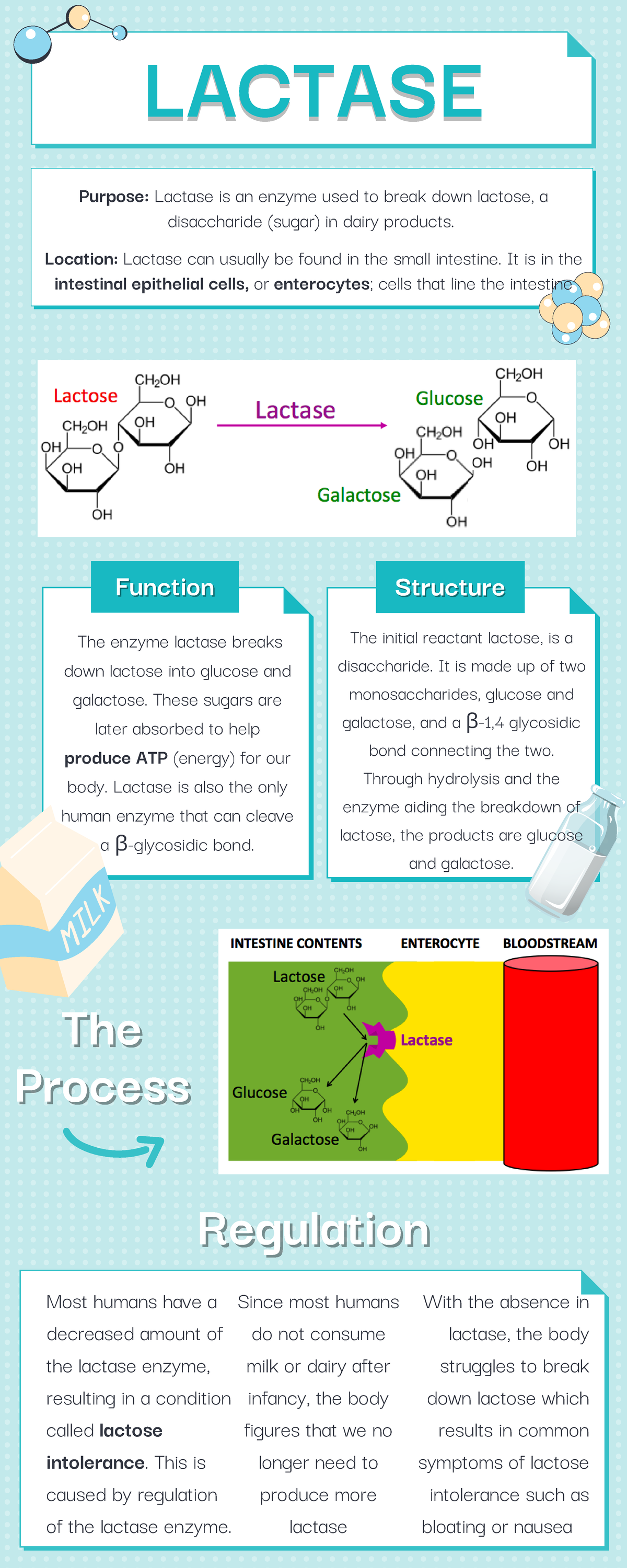 Enzyme Lactase FunctionFunction StructureStructure Purpose Lactase is an enzyme used to