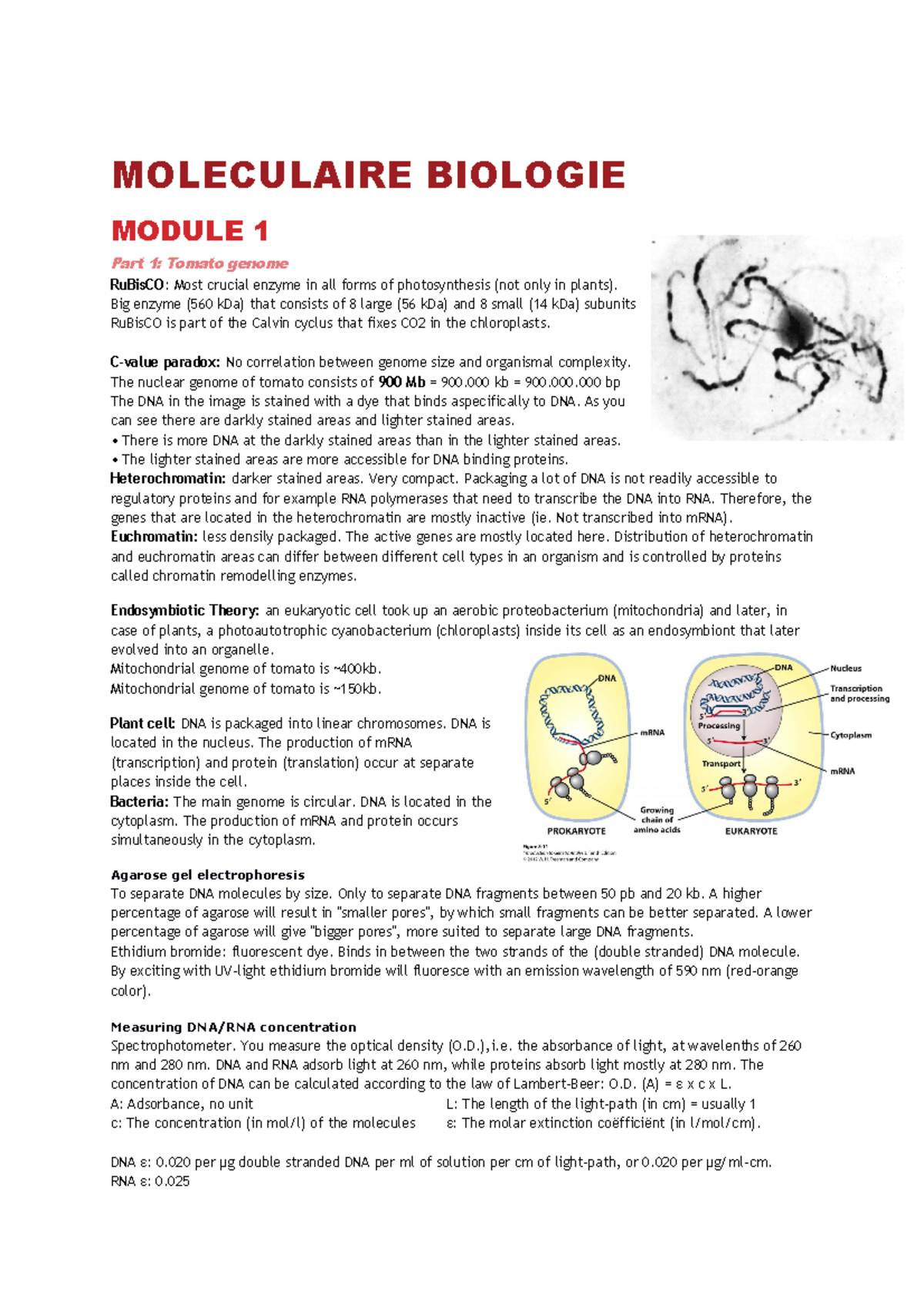 Samenvatting Van Het Moleculaire Deel - MOLECULAIRE BIOLOGIE MODULE 1 ...