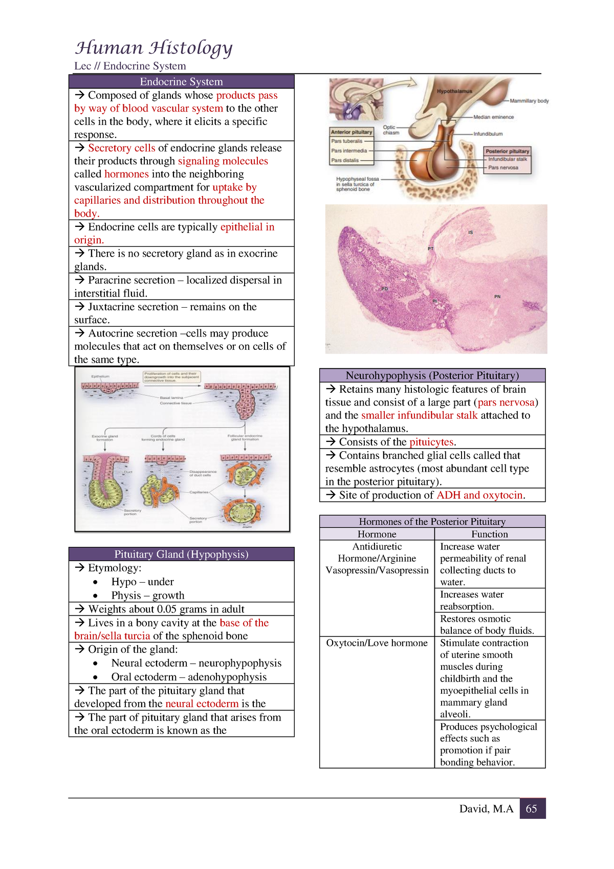 Endocrine ...