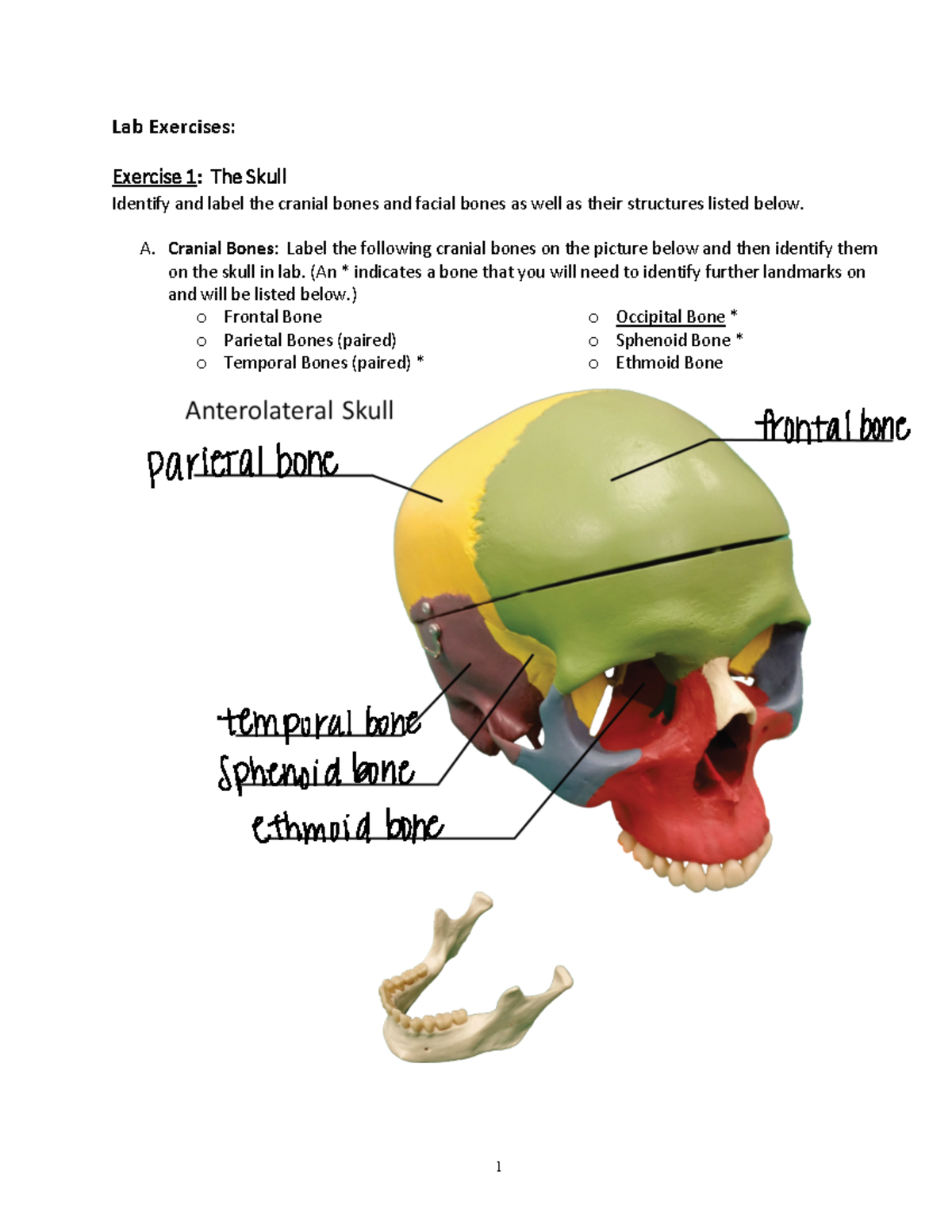 Axial Skeleton Lab Lab Exercises Exercise 1 The Skull Identify And 