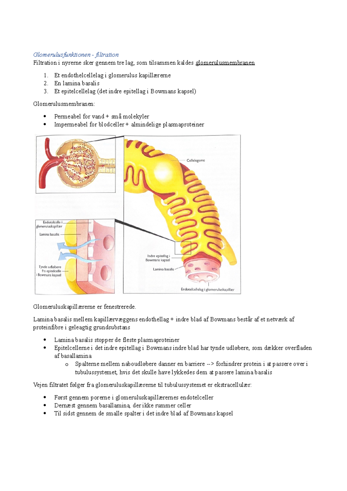 Filtration, reabsorption + sekretion Glomerulusfunktionen