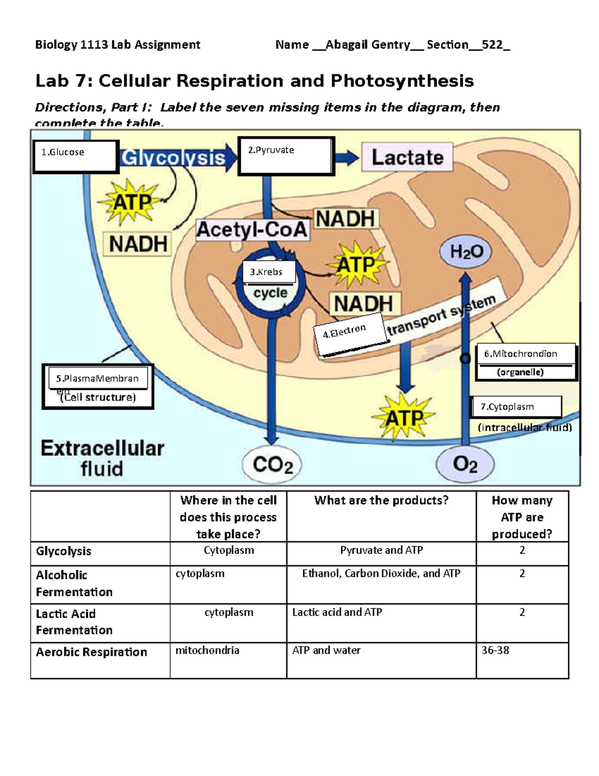 BIOL 1113 Cell Respiration Photosynthesis Assignment Biology 1113 Lab