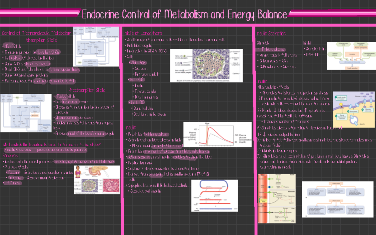 Endocrine Control of Metabolism and Energy Balance - ) If no insulin ...