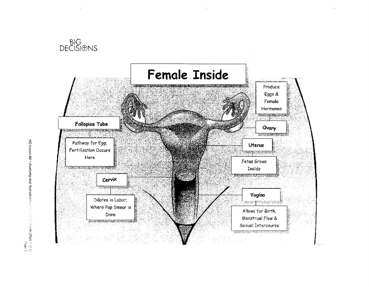 Labeled male-female anatomy - Female Inside BIG DECISIONS ...