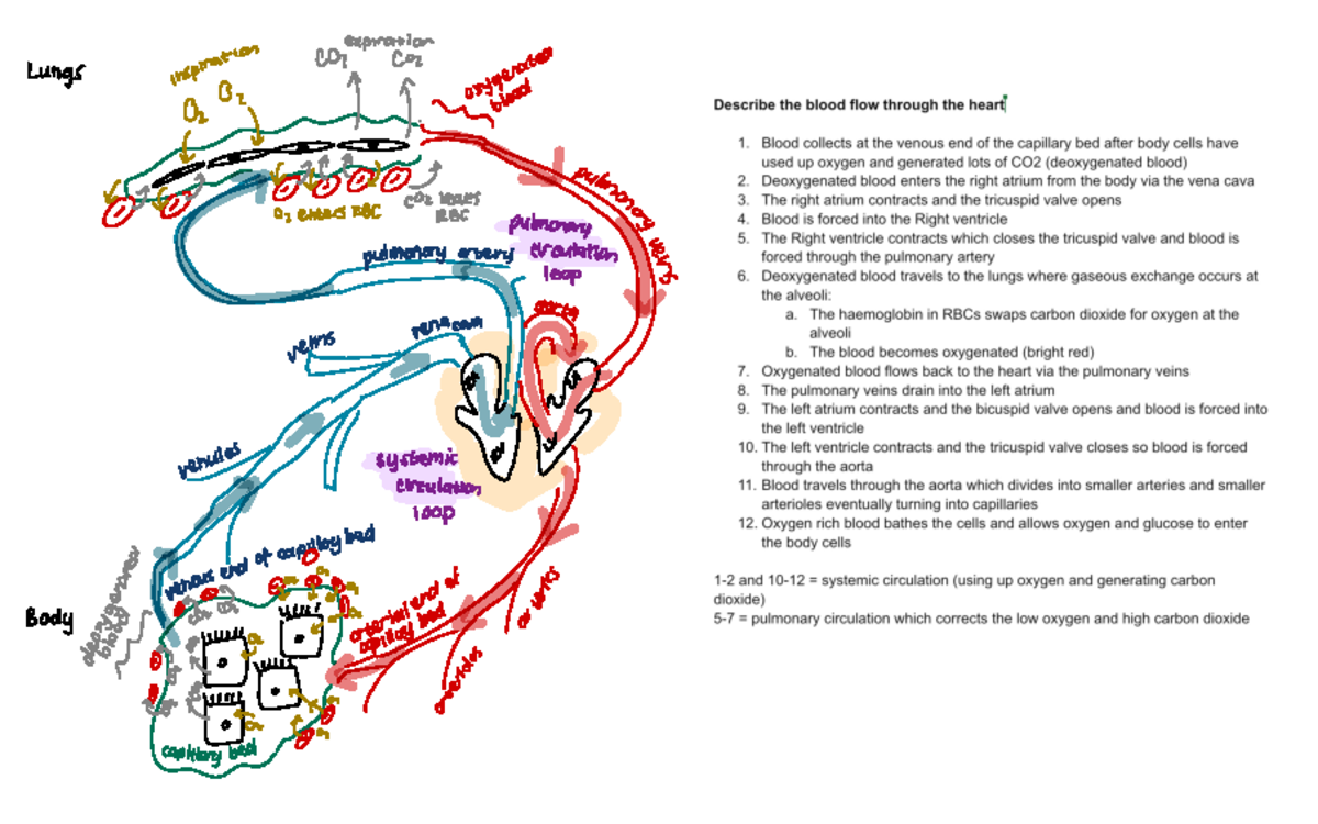 Pulmonary Vs Systemic Circulation