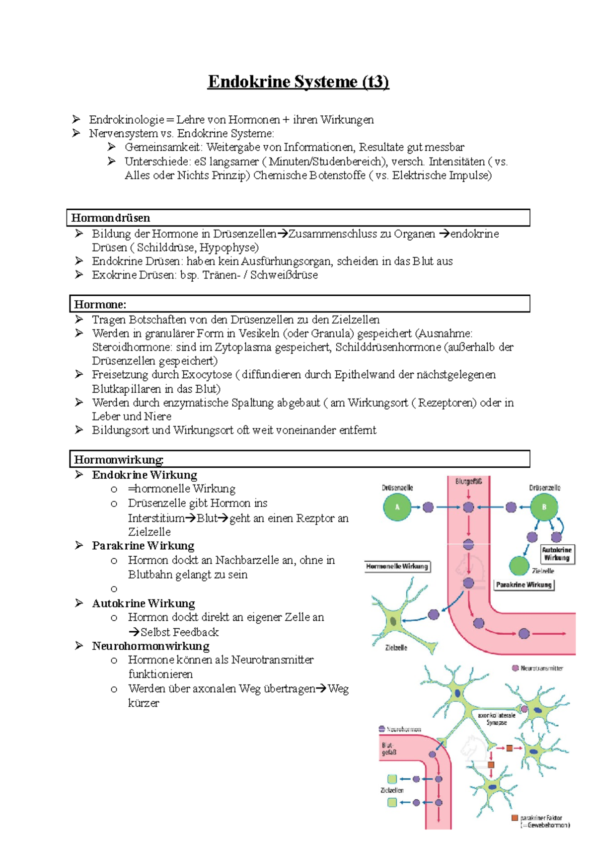 Endokrine Und Exokrine Drüsen Endokrine-Systeme - Ausführliche Zusammenfassung zum Thema Endokrine