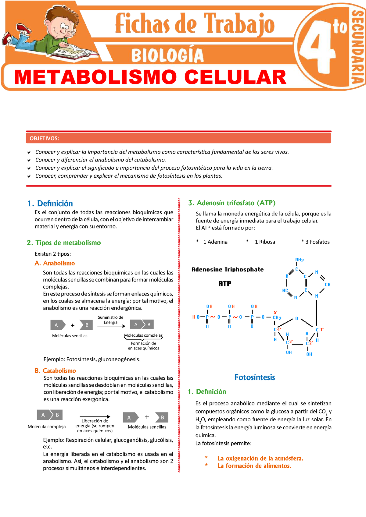 Metabolismo Celular Para Cuarto Grado De Secundaria A Conocer Y Explicar La Importancia Del 2200