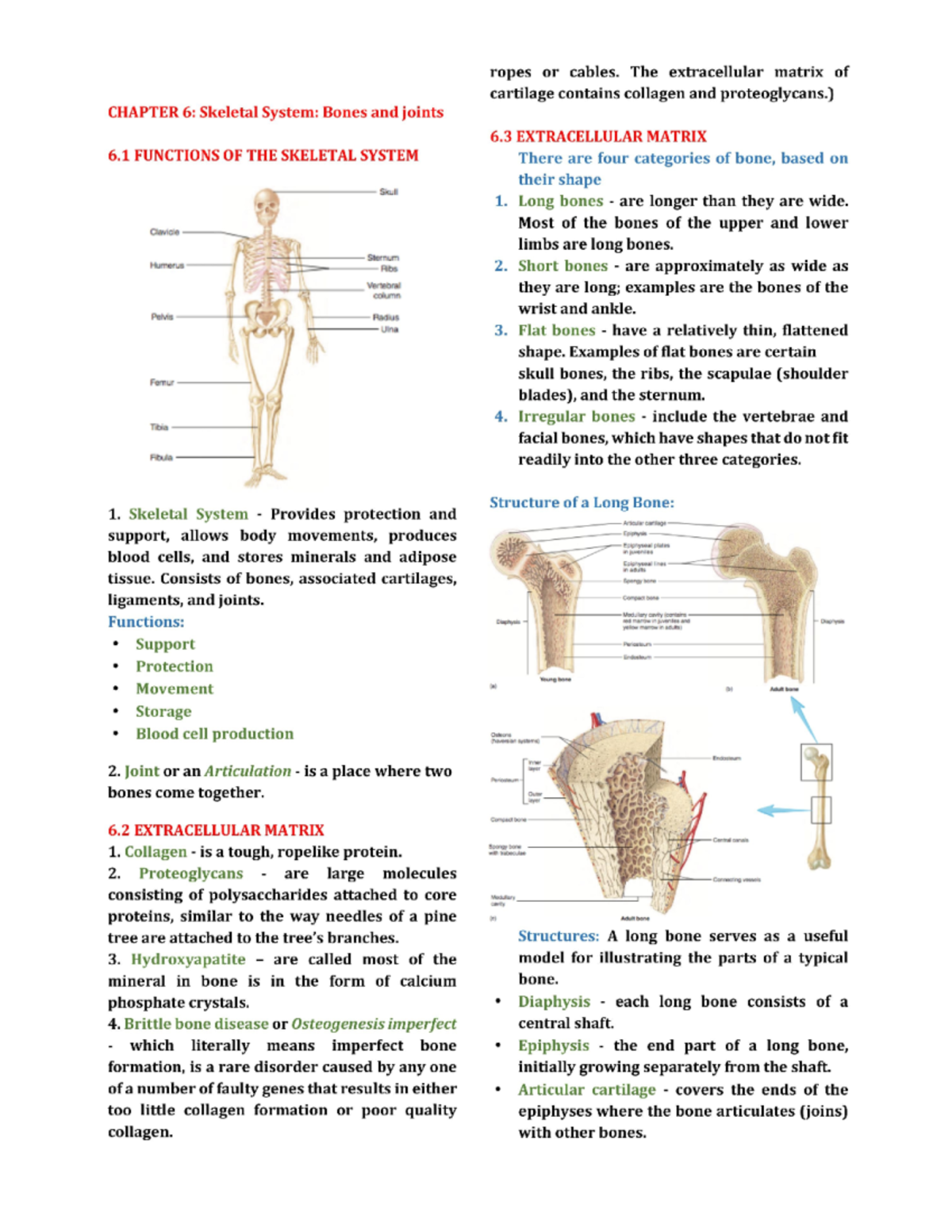 Overview of skeletal system - BIOL 215 - Studocu