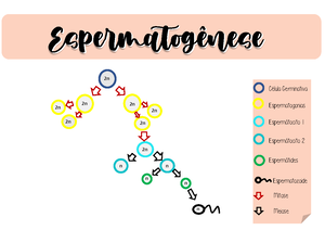 AULA 4 ( Fecundação) - Conceito A fecundação é o processo de fusão dos ...