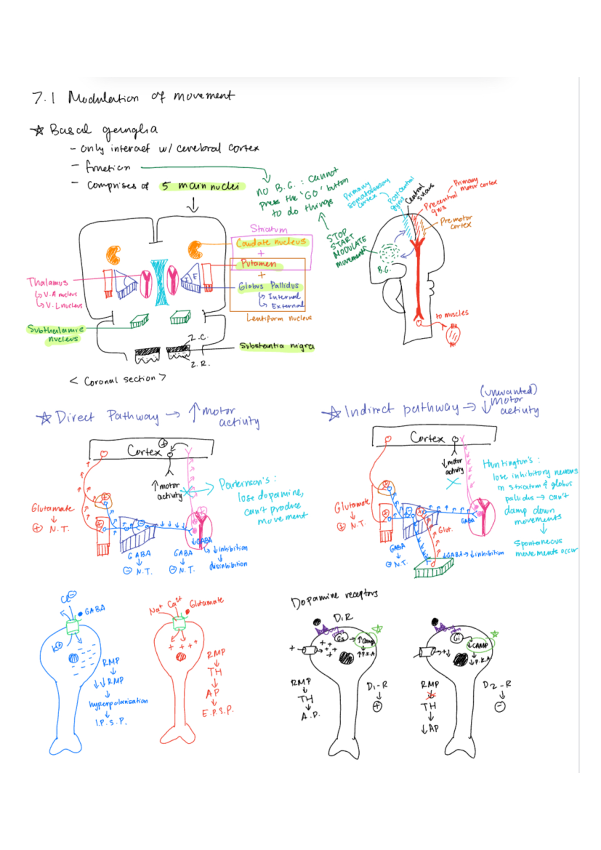 lecture 7.1 modulation of movement diagrams/summary - 7 Modulation of ...