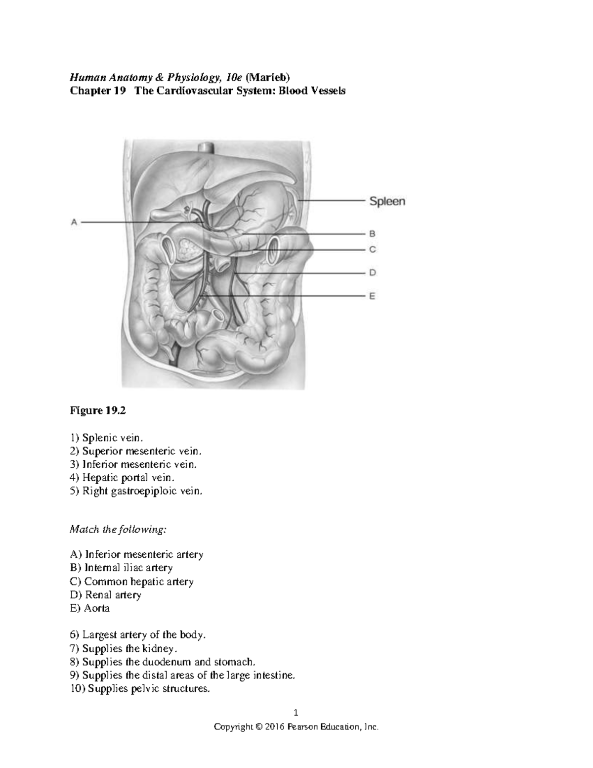 Ch 19 Test Bank - Test Bank - 1 Human Anatomy & Physiology, 10e (Marieb ...