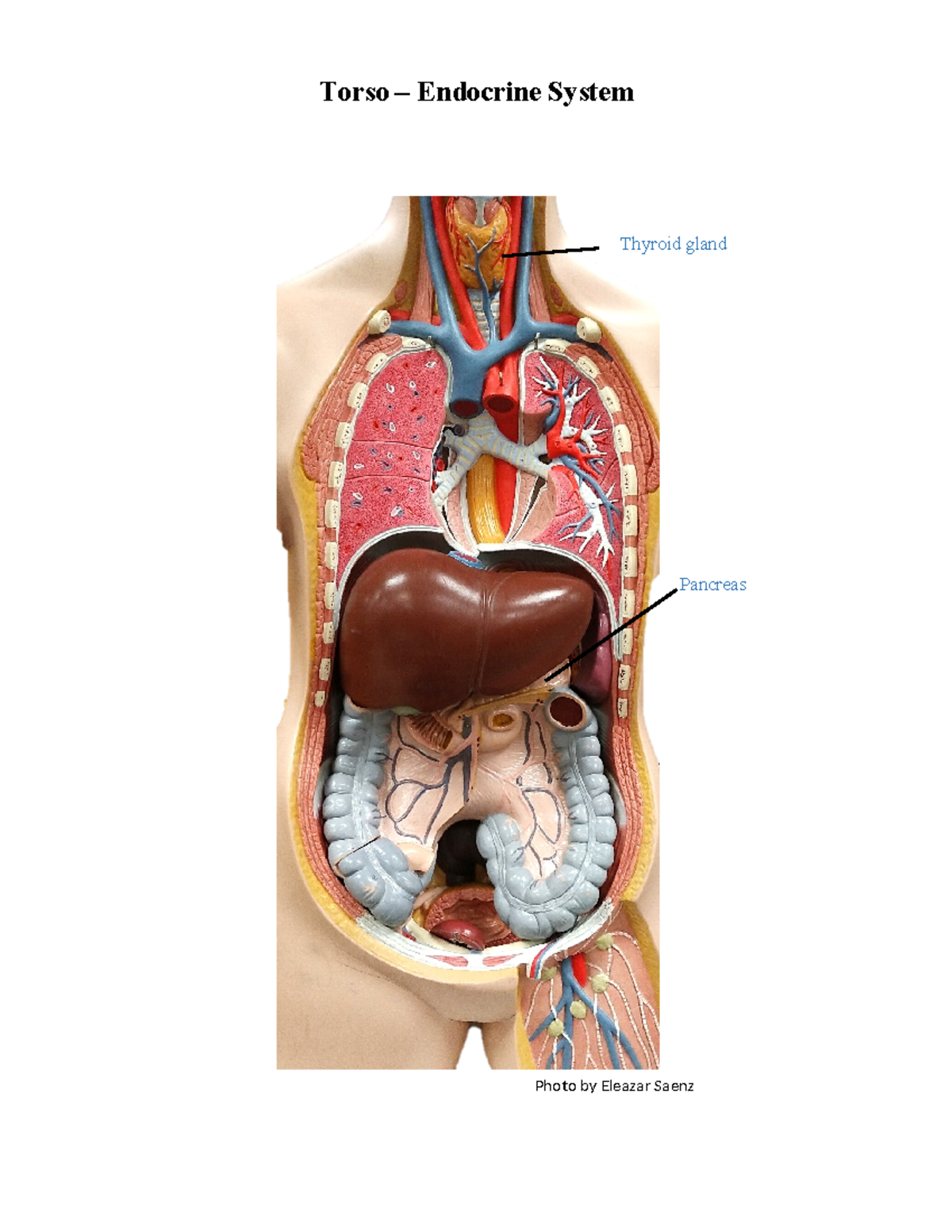 Endocrine Organs on the Torso Model - BIOL-2401 - Torso – Endocrine ...