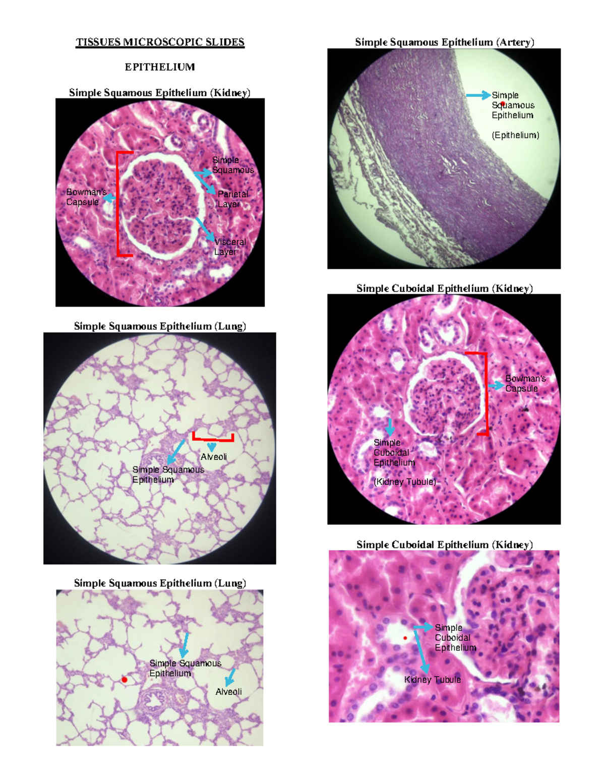 Microscopic Slides (Tissues - Nervous System) - TISSUES MICROSCOPIC ...