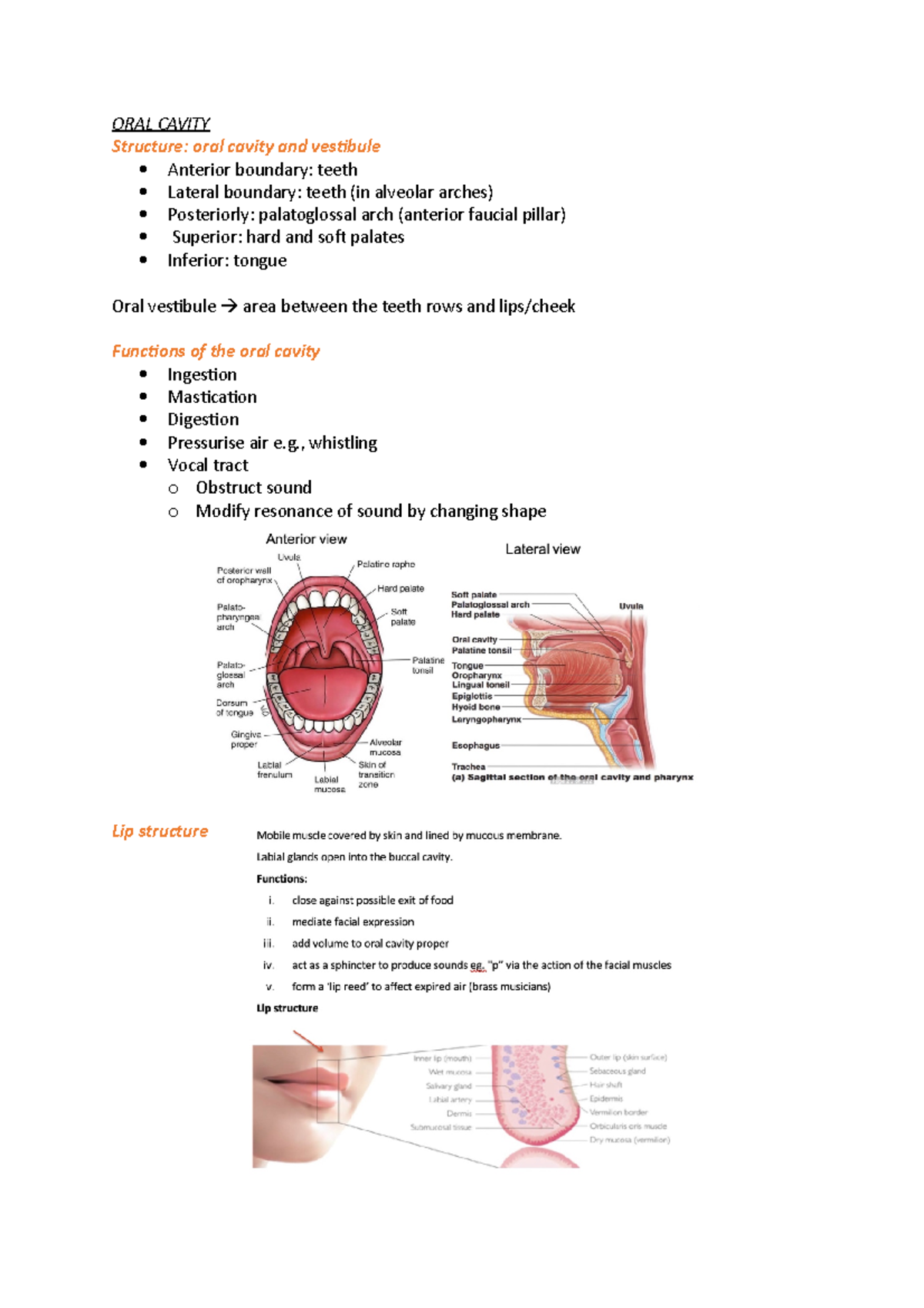 Oral cavity notes - ORAL CAVITY Structure: oral cavity and vestibule ...