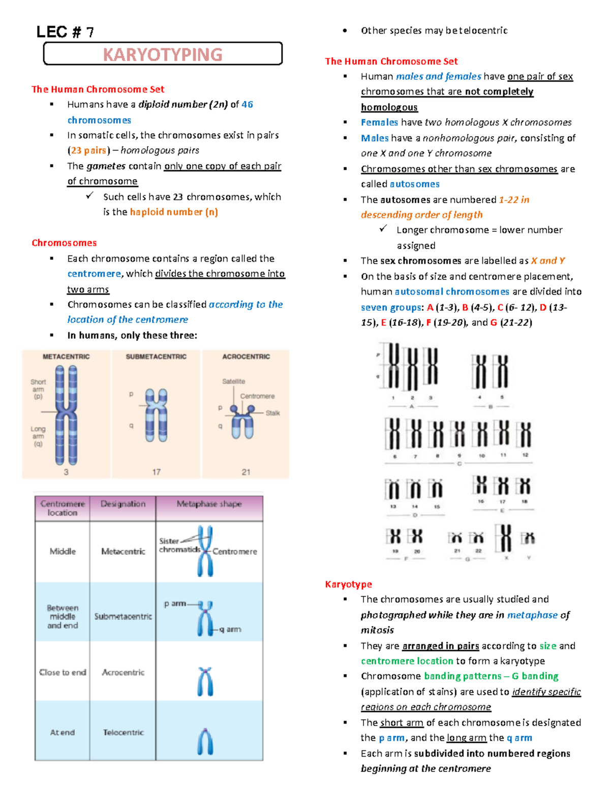 12- Karyotyping-converted Summary Notes - LEC # 7 KARYOTYPING The Human ...