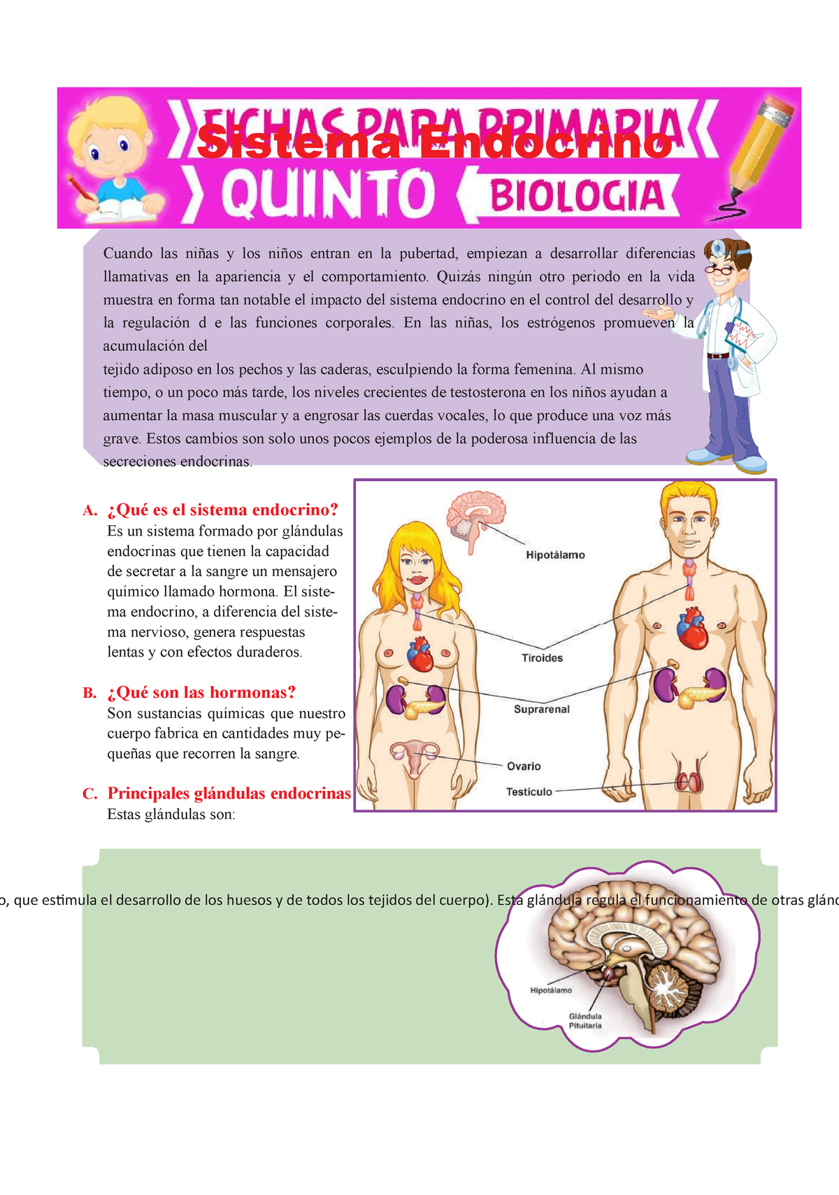 Sistema Endocrino Para Quinto De Primaria Sistema Endocrino El Desarrollo De Los Huesos Y De 3848