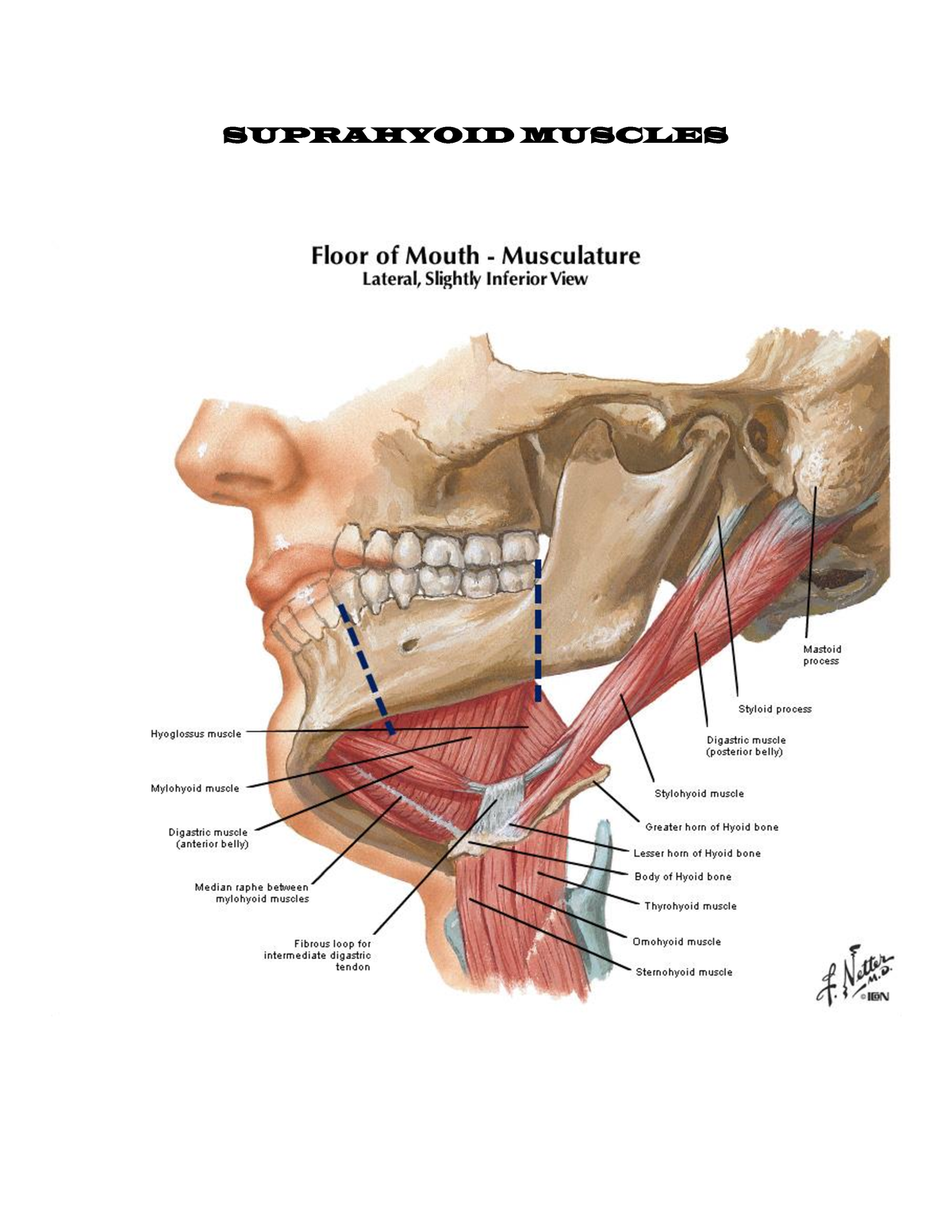 12 Internal medicine SUPRAHYOID MUSCLES SUPRAHYOID MUSCLES