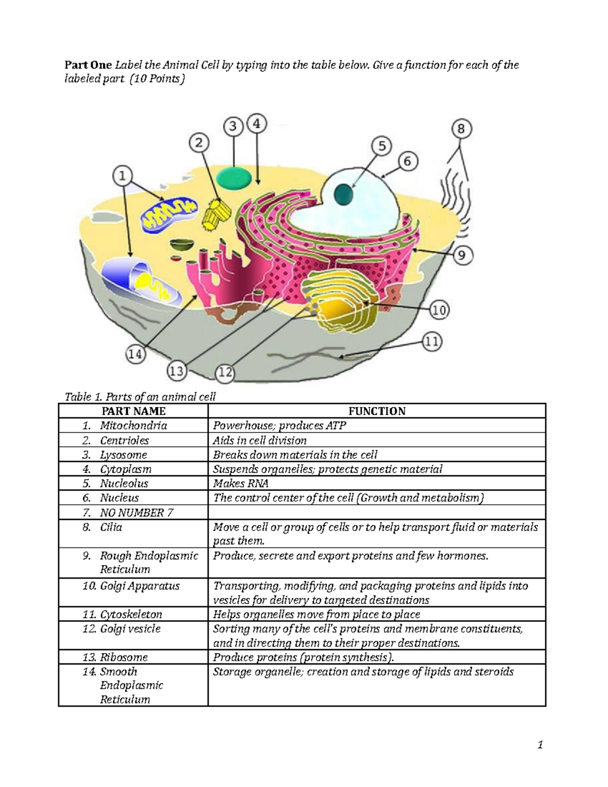 animal cell functions