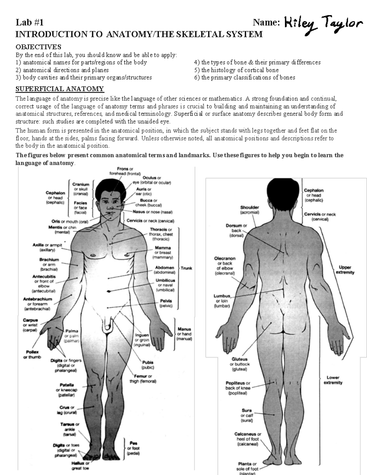 Lab1 Intro and Skeletal system - Lab #1 Name: ####### INTRODUCTION TO ...