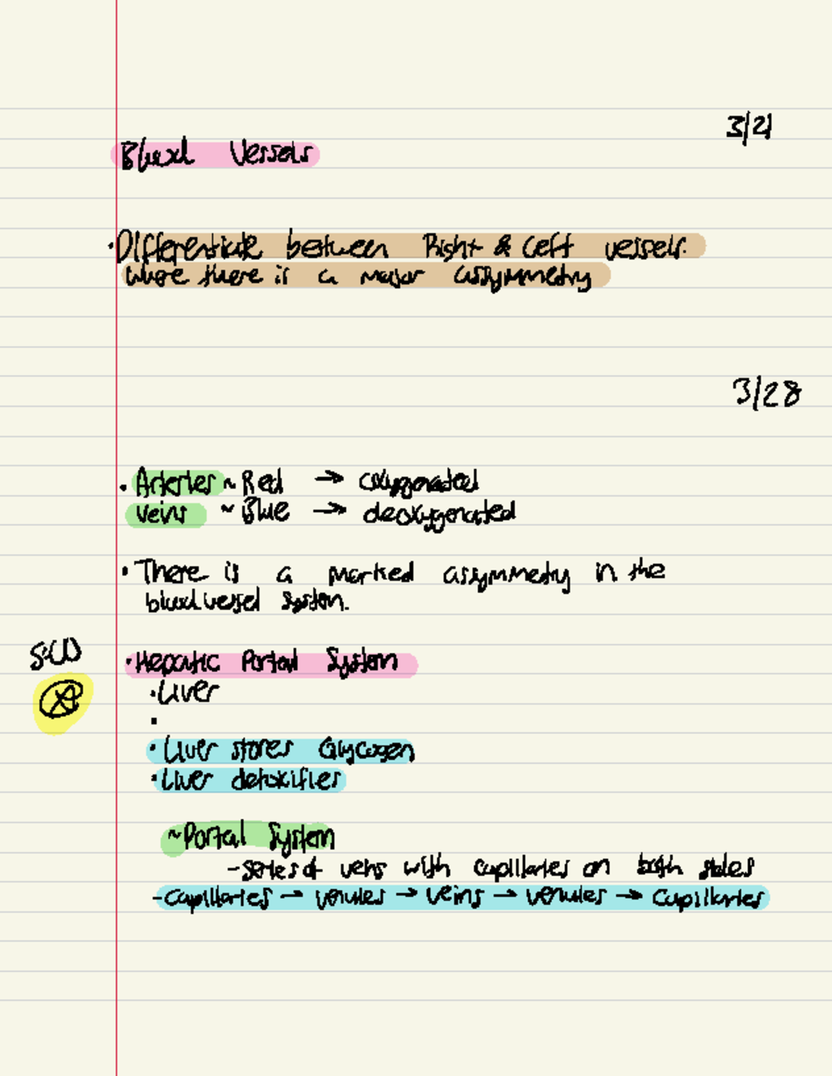 Blood Vessels - Anatomy review docs - 3/ Blurd Vessels ...