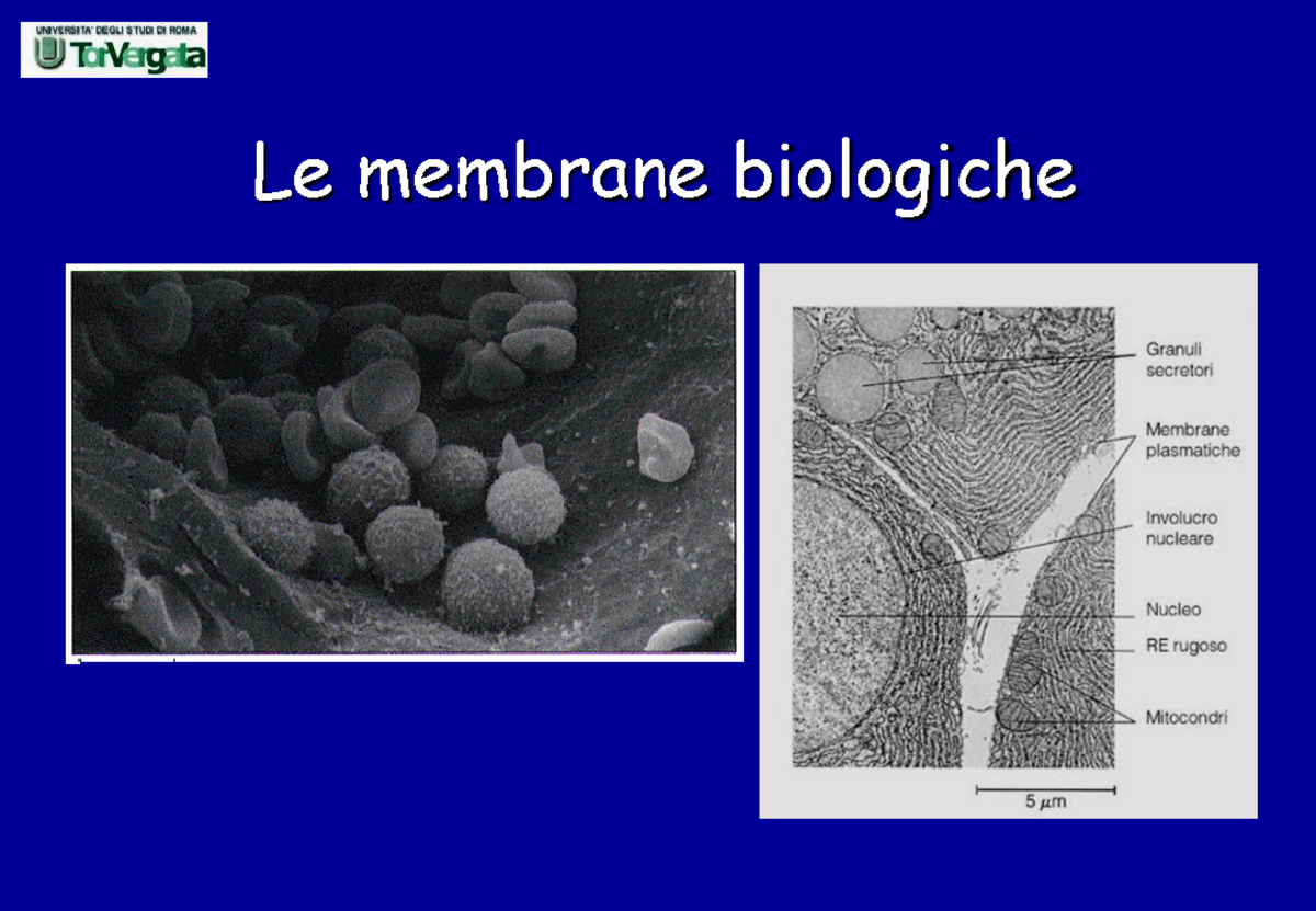 02 Le Membrane Biologiche NSBC - Le Membrane Biologiche Le Sue Funzioni ...