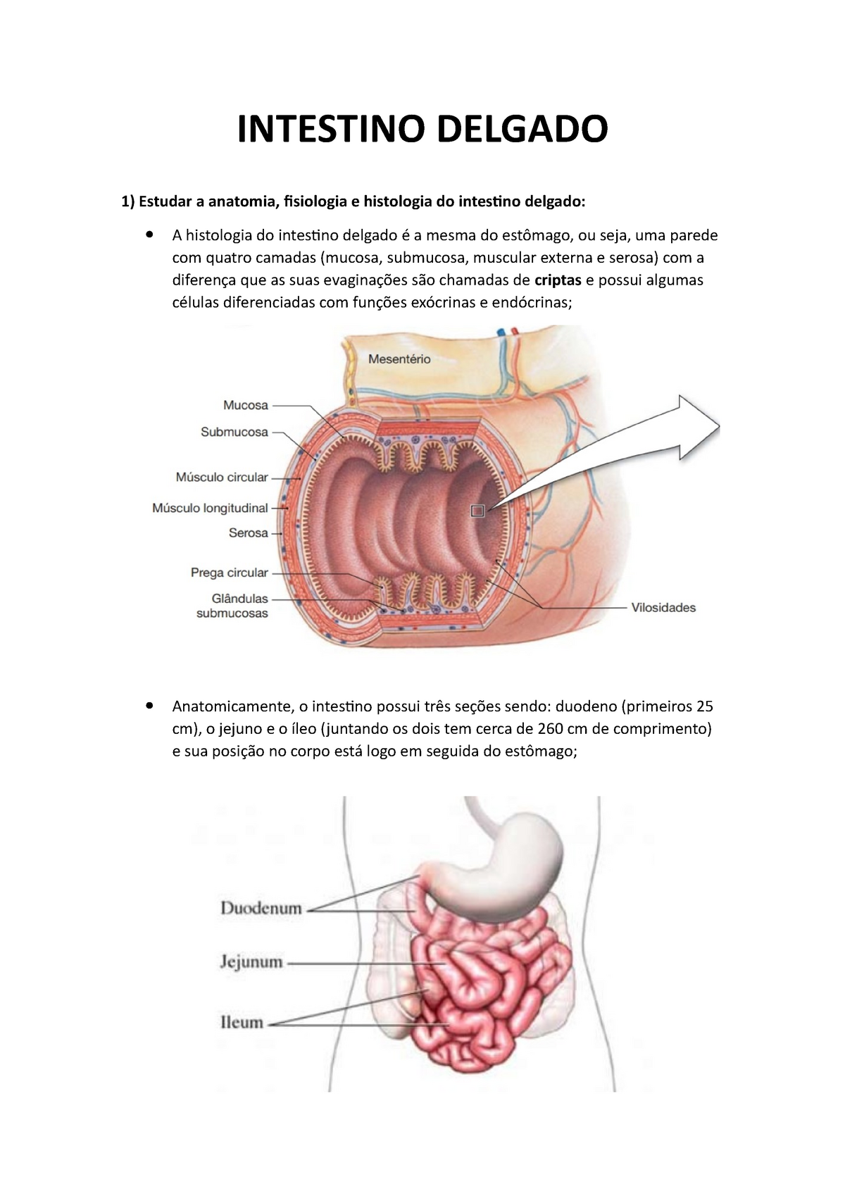 Intestino Delgado Resumo Acad Mico Intestino Delgado Estudar A Anatomia Fisiologia E