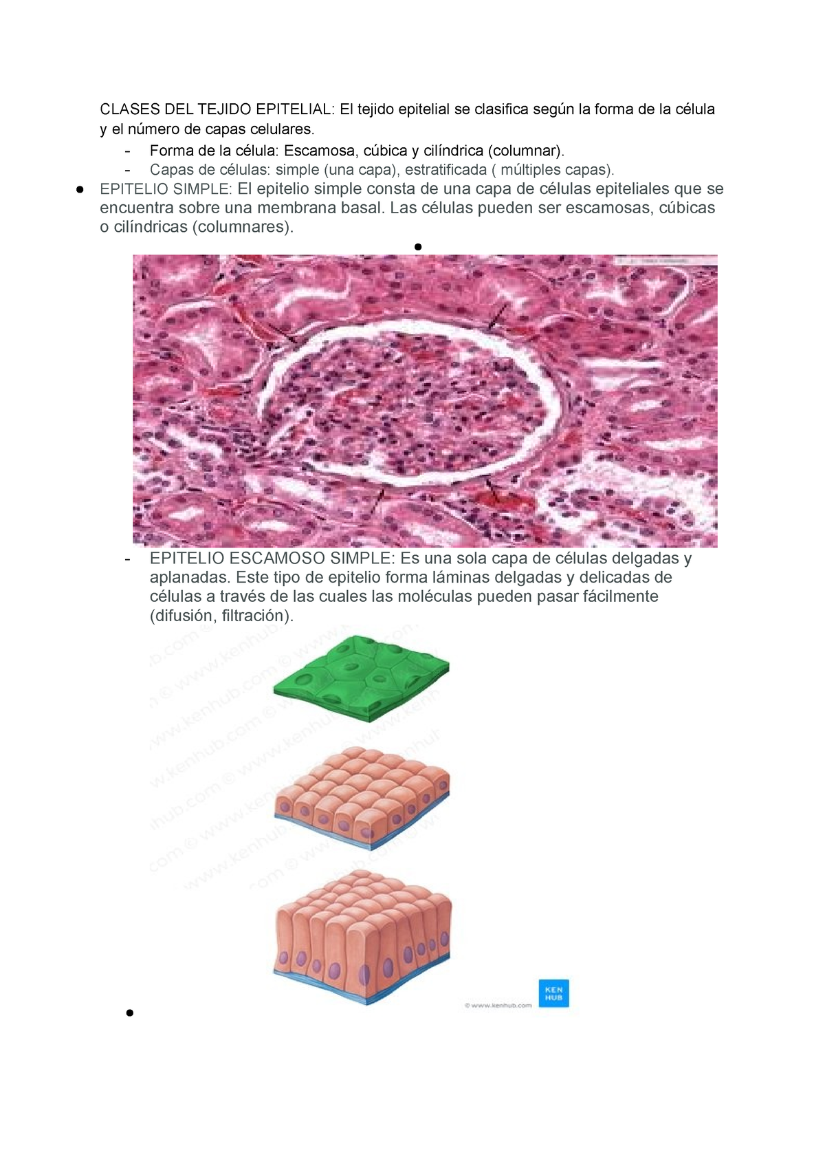 Clases DEL Tejido Epitelial - CLASES DEL TEJIDO EPITELIAL: El Tejido ...