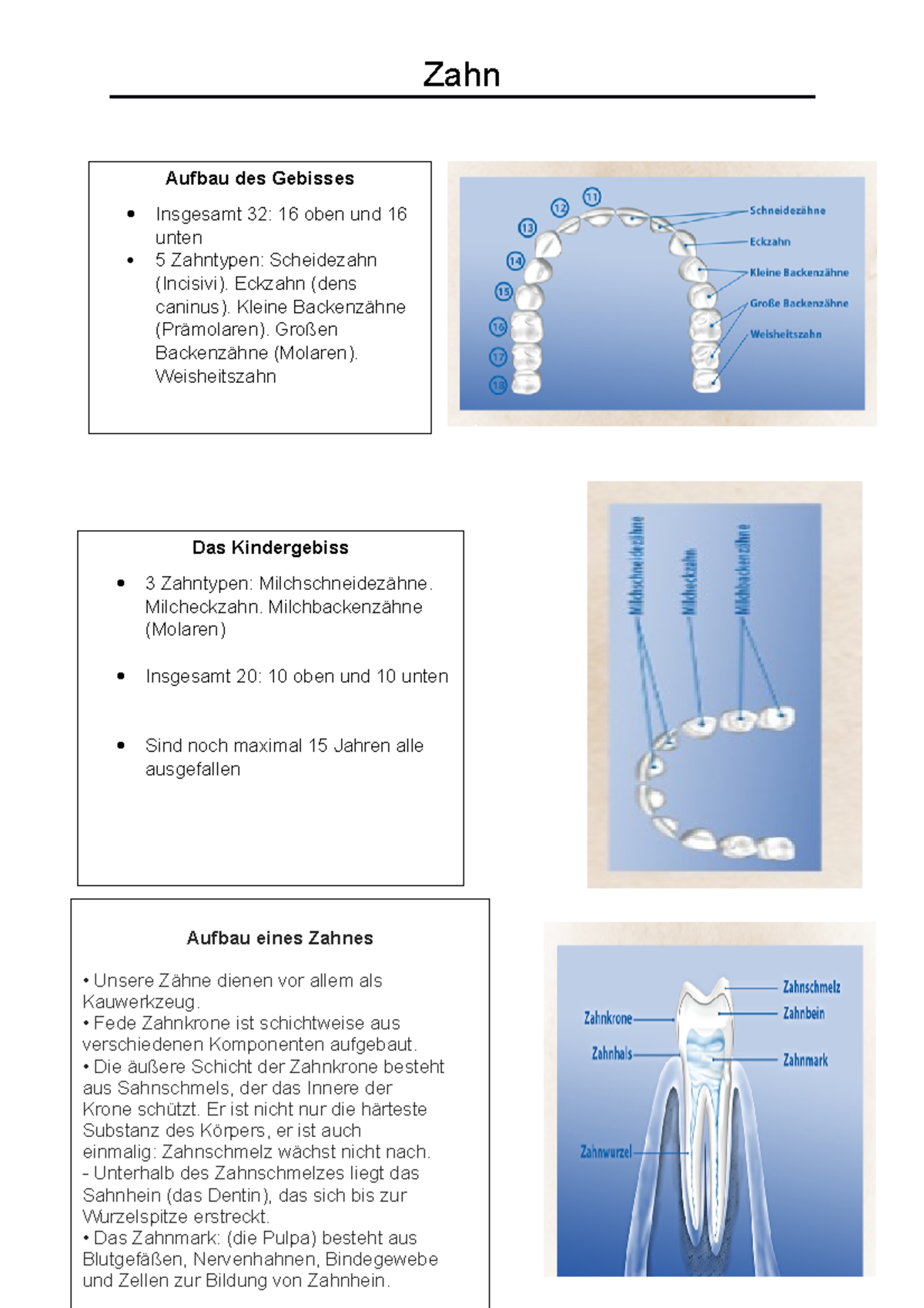 Zahn Zahn Beschreiben Zahn Aufbau des Gebisses Insgesamt 32 16