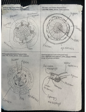 Lab 09 Arthropoda and Echinodermata Worksheet - Lab 9 (Exercise 13 ...
