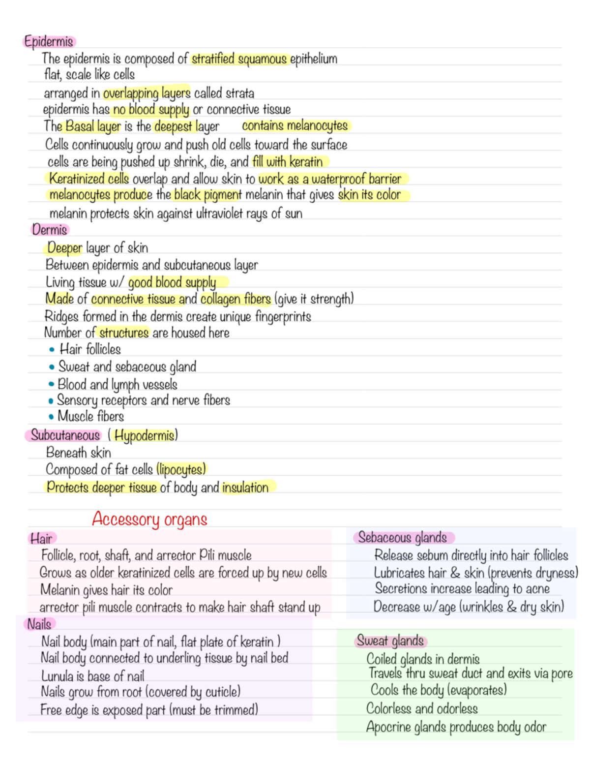 Medical Terminology; Skin notes - HTH 210 - Studocu