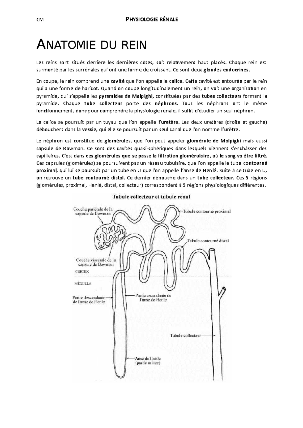 CM Physiologie renale - Notes de cours 3 - ANATOMIE DU REIN Les reins ...