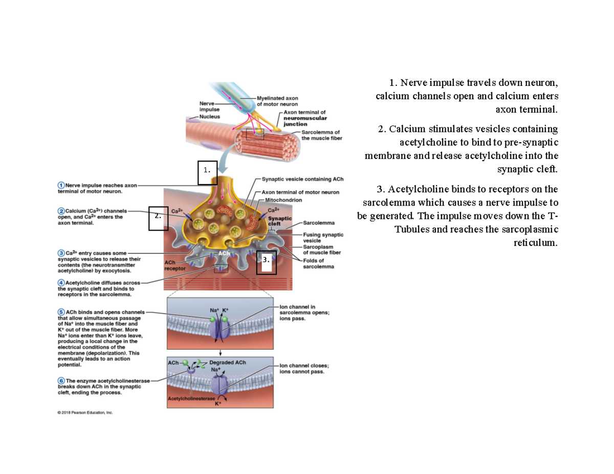 Sliding Filament Model - Nerve impulse travels down neuron, calcium