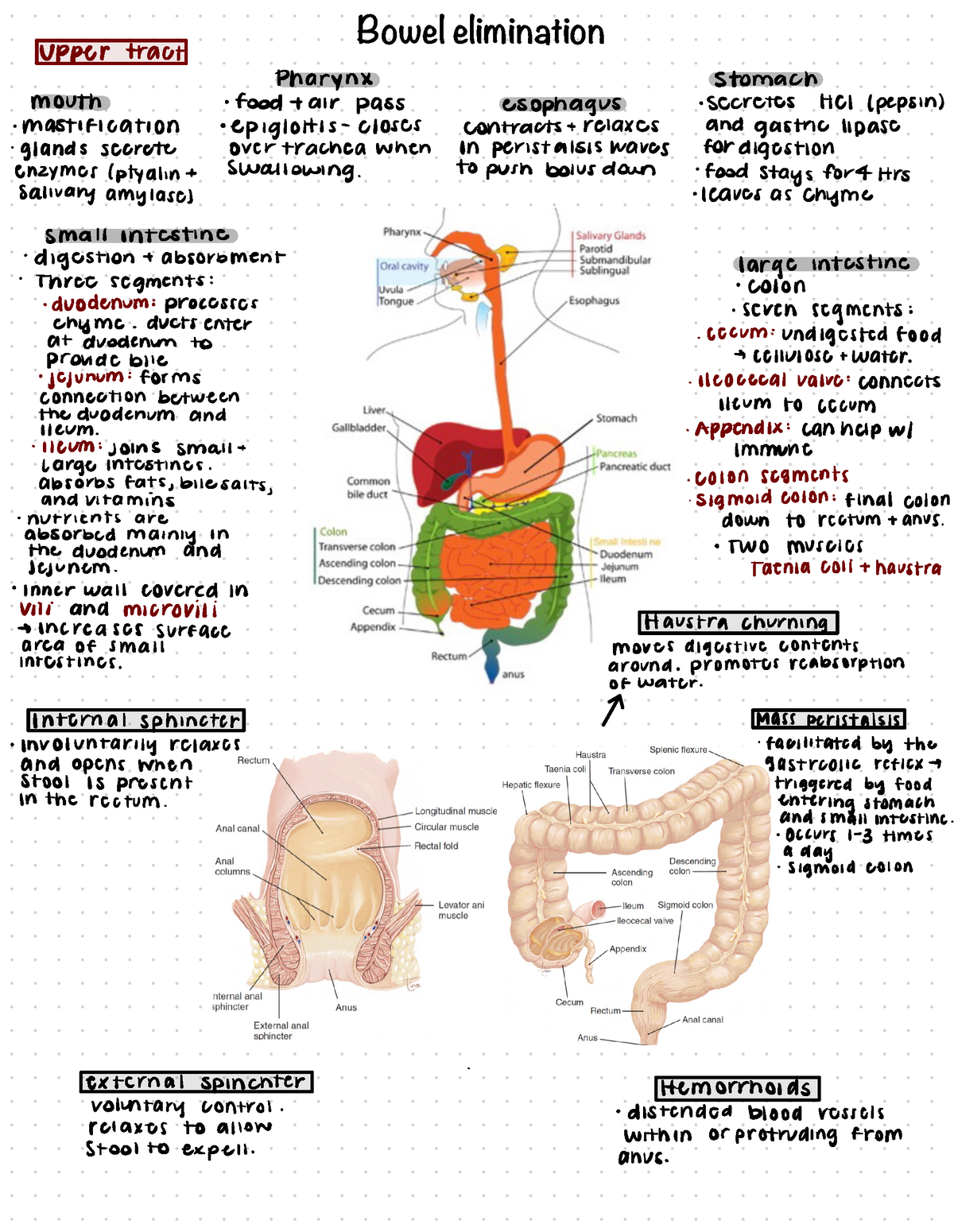 Bowel Elimination Guide - Bowel elimination Upper ####### tract Pharynx ...