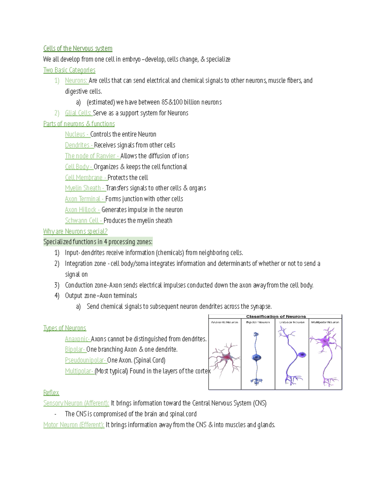 Functional Anatomy (CH.2) - Cells Of The Nervous System We All Develop ...