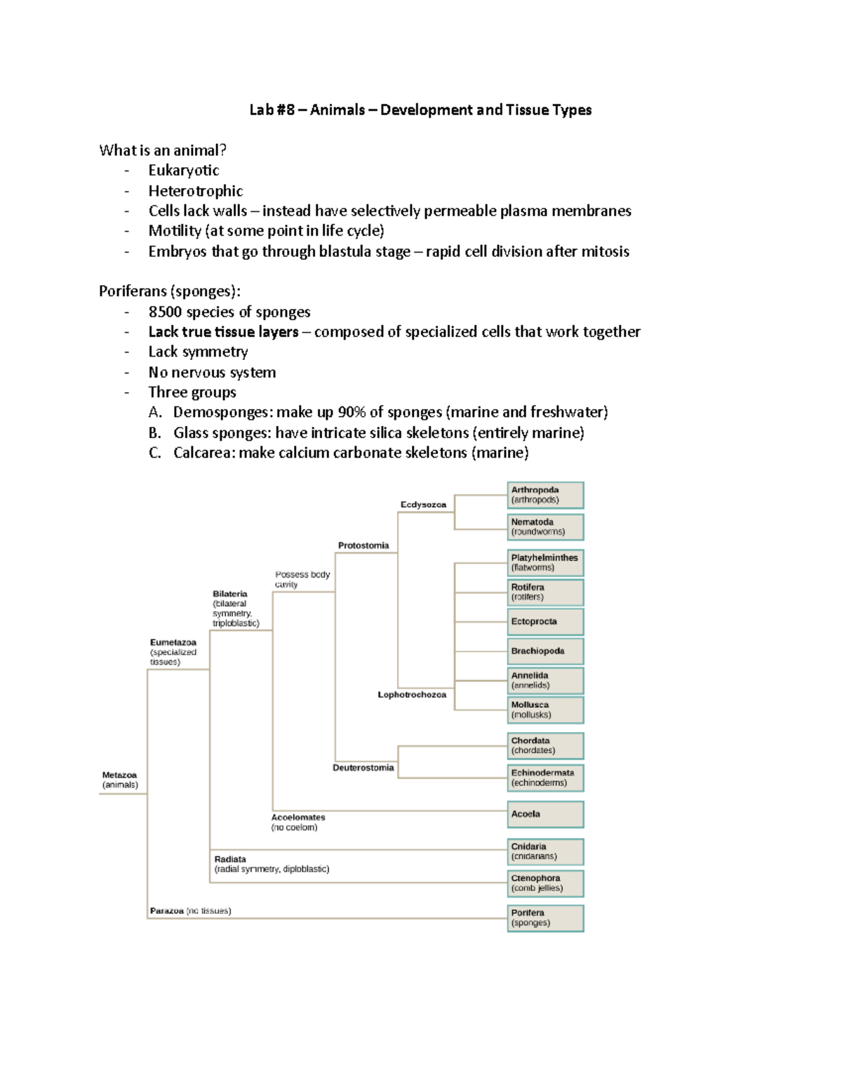 Bio 300 - Lab #8 – Animals - Development and Tissue Types - Lab #8 ...