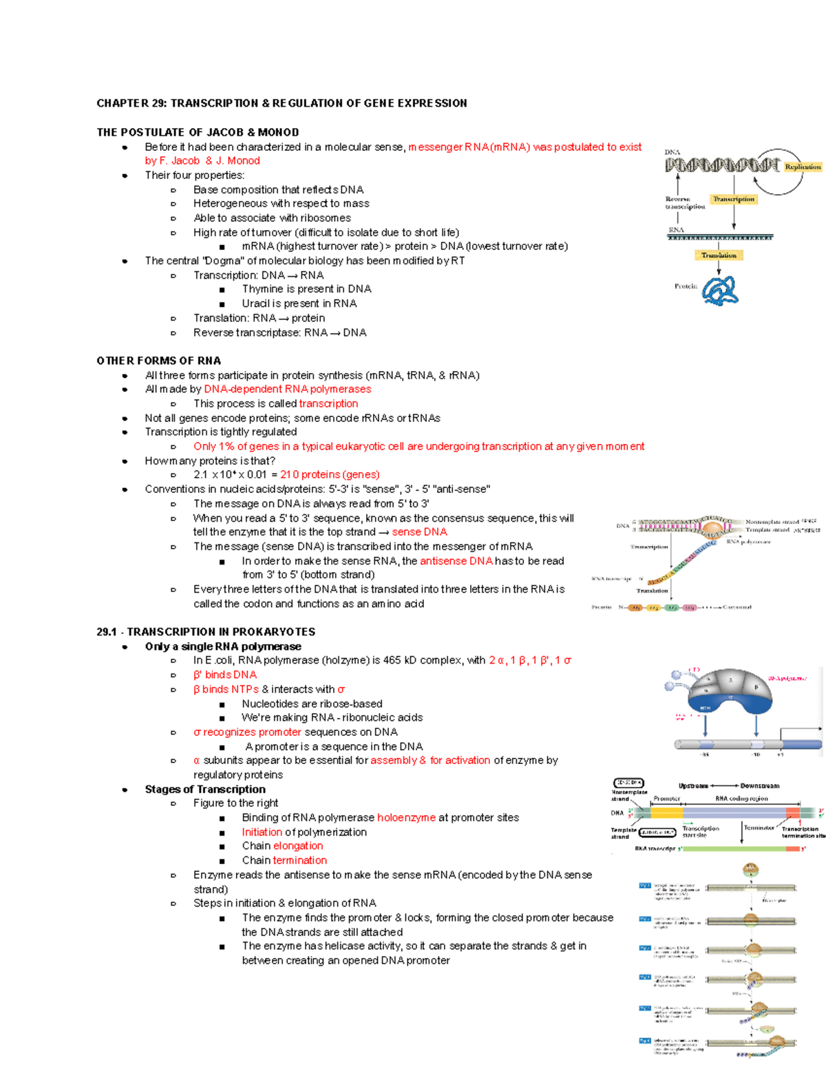 BCH 3033 Chp 29 Notes - CHAPTER 29: TRANSCRIPTION & REGULATION OF GENE ...