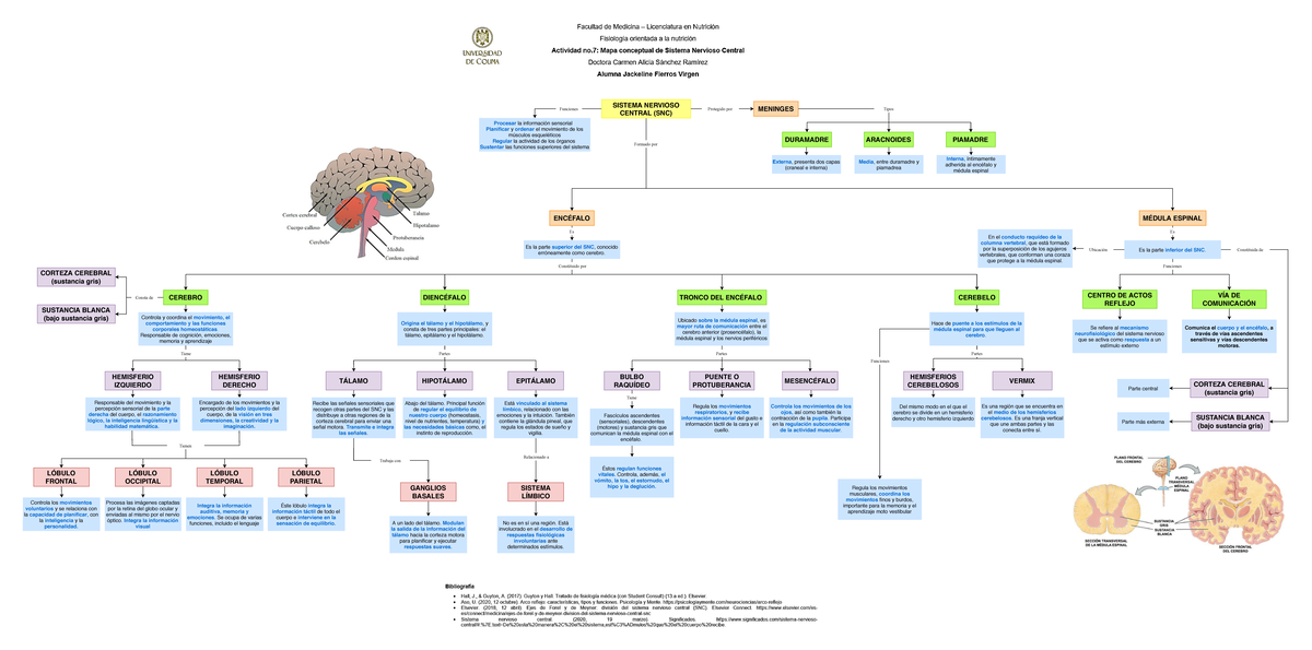 Mapa conceptual de Sistema Nervioso Central - SISTEMA NERVIOSO CENTRAL (SNC)  Funciones Procesar la - Studocu