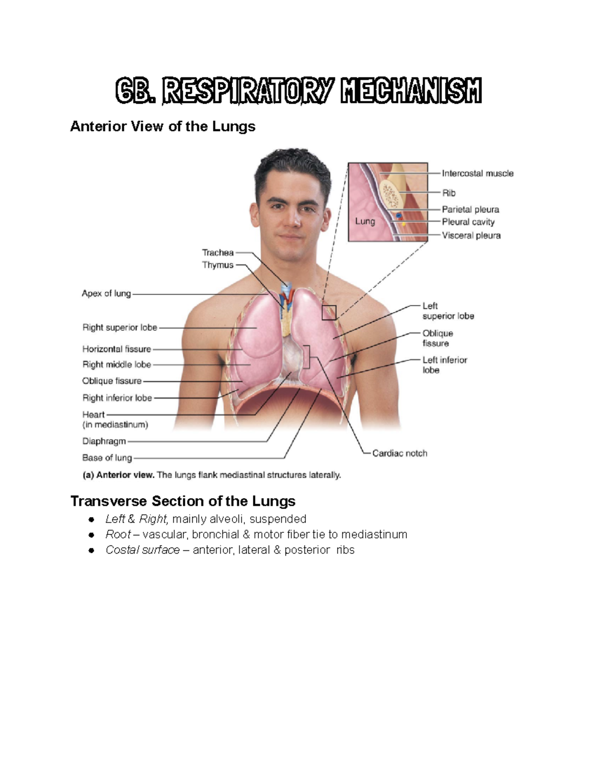 Primary Respiratory Mechanism Omm – FDKKH