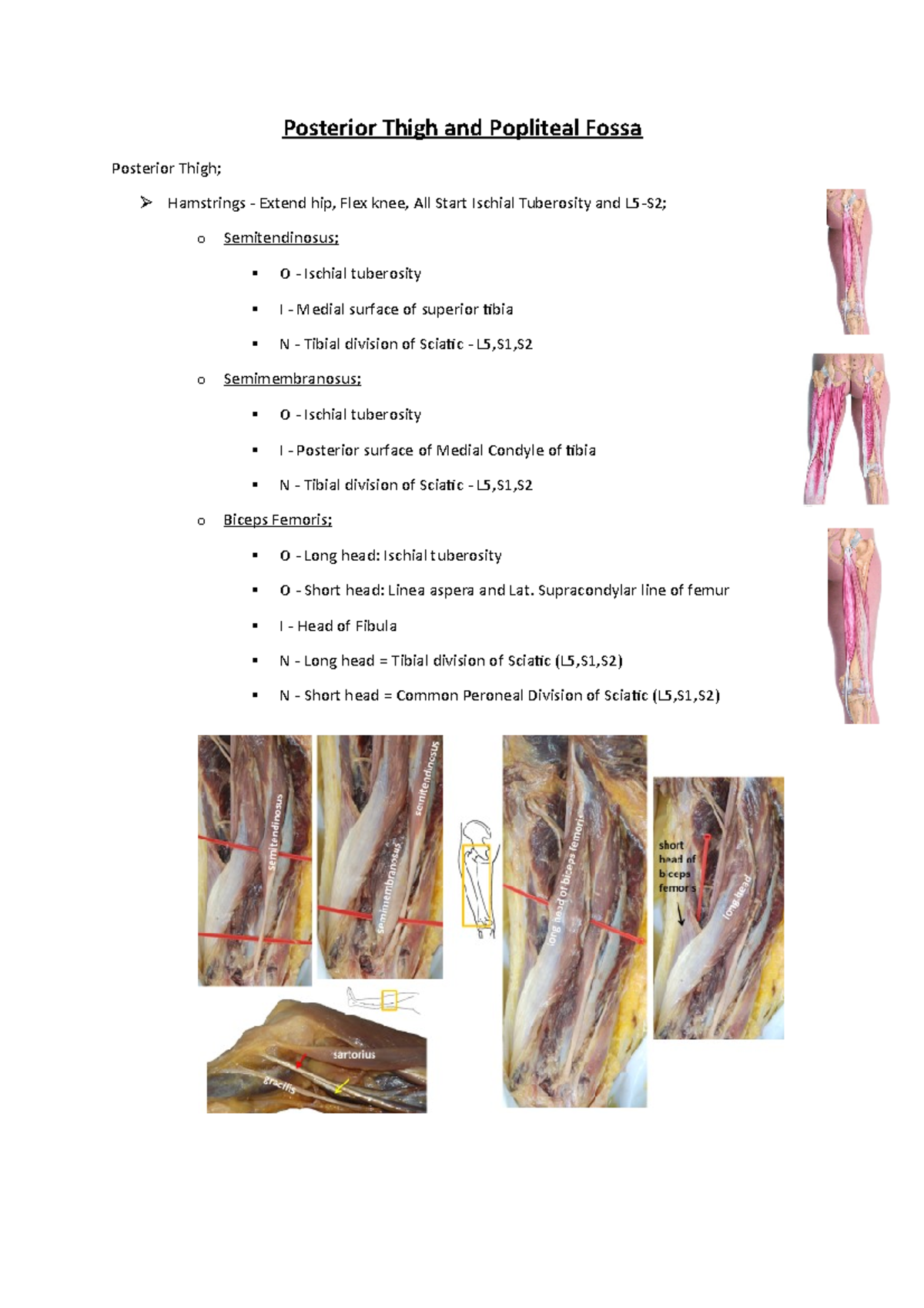 Posterior Thigh Popliteal Fossa Superficial Structure - vrogue.co