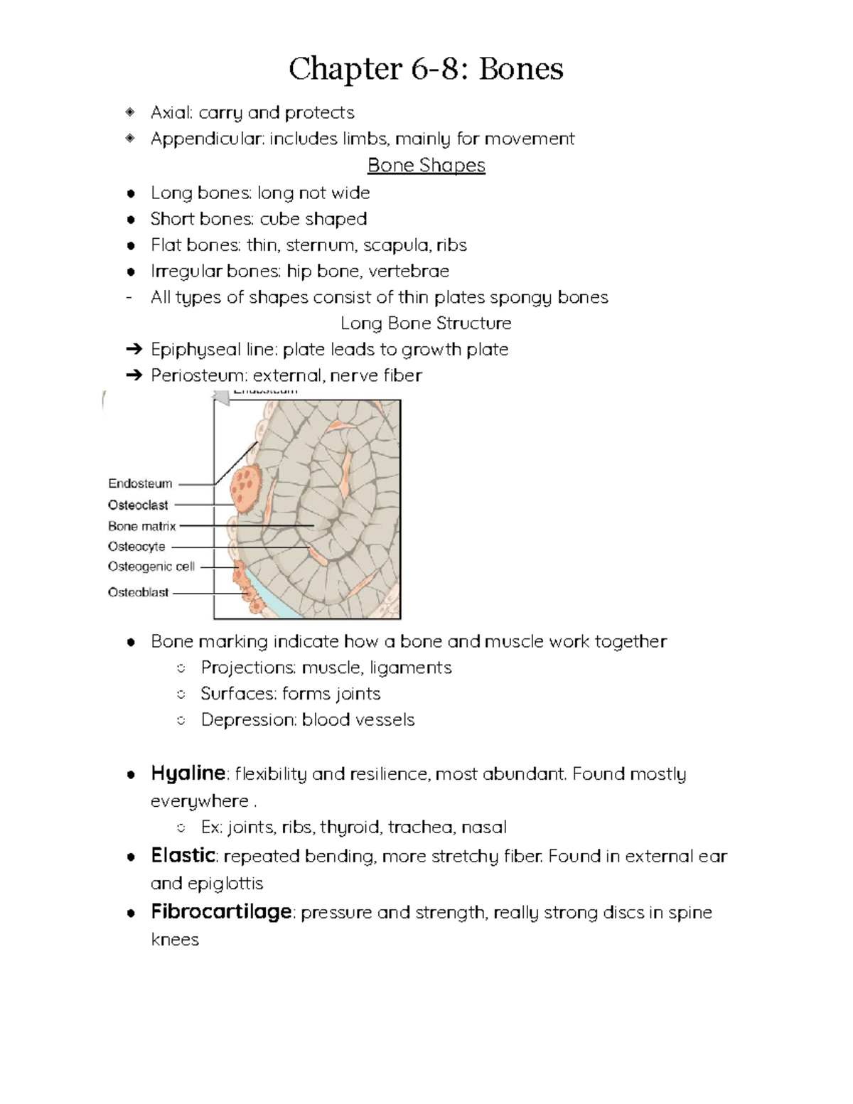 Chapters 6 And 7: Bones And Skeletal Tissue/System Anatomy And ...