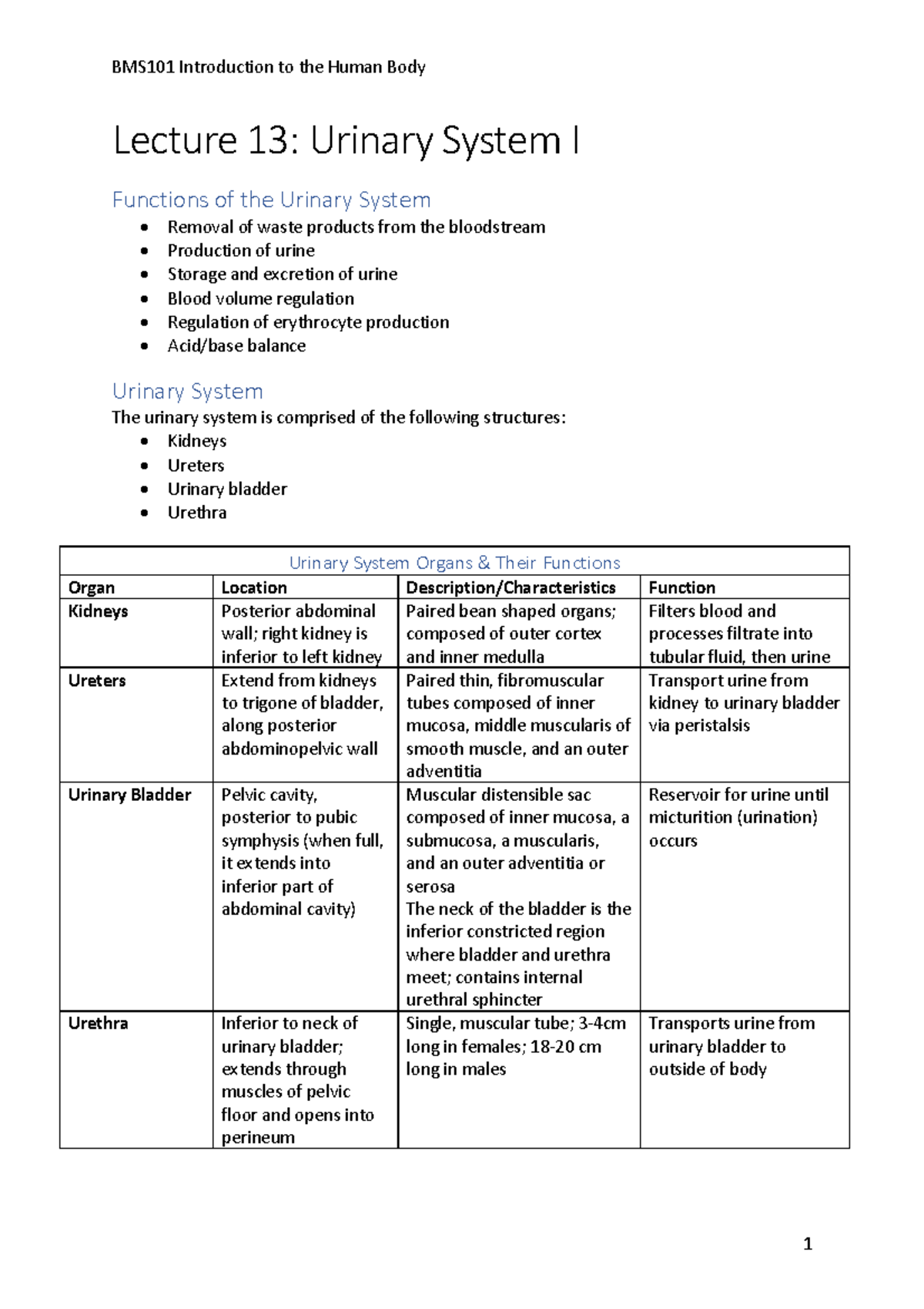 Lecture 13: Urinary System I (notes) - BMS101 Introduction To The Human ...