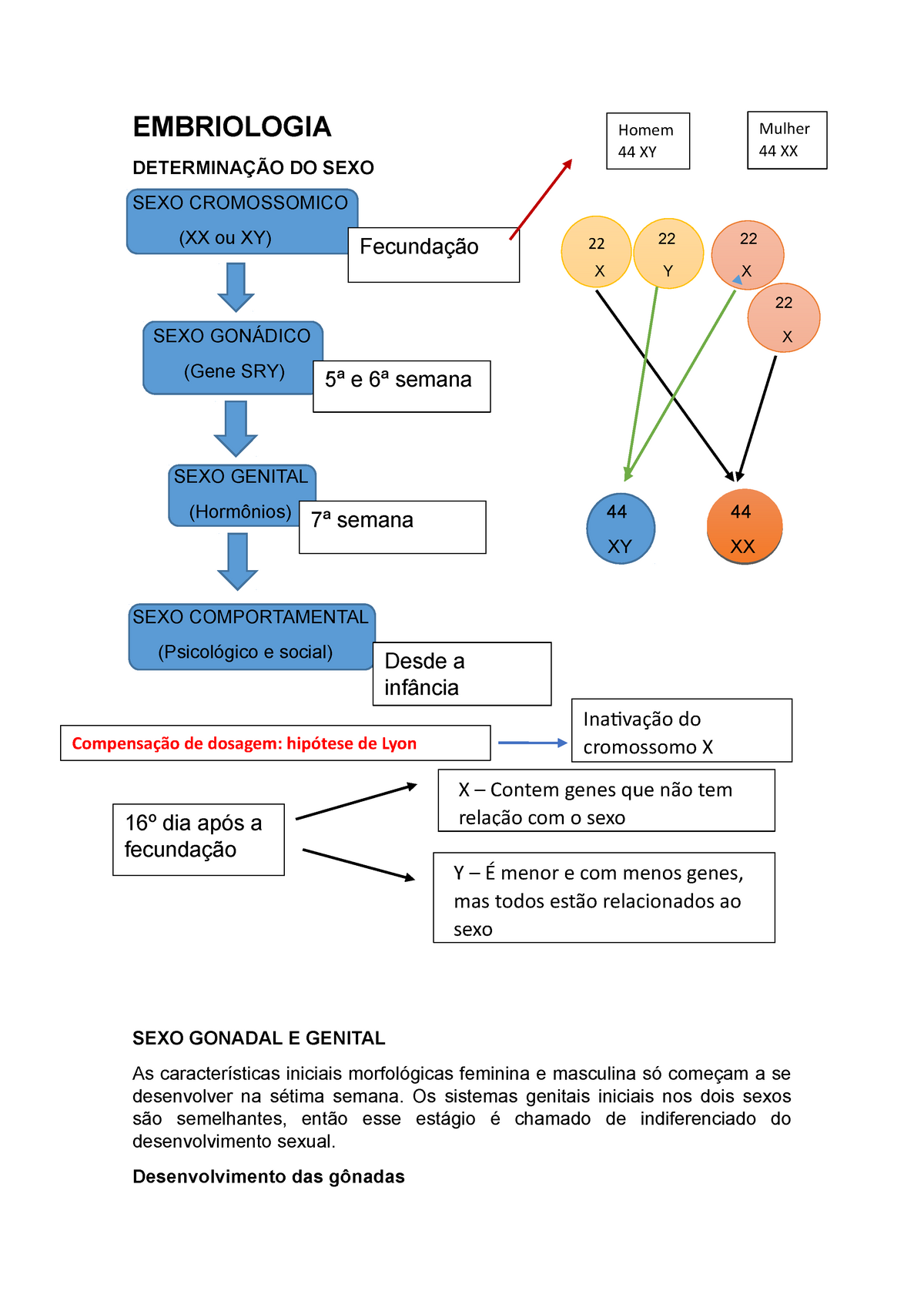 Embriologia Primeira Semana De Desenvolvimento Humano Embriologia DeterminaÇÃo Do Sexo Sexo 