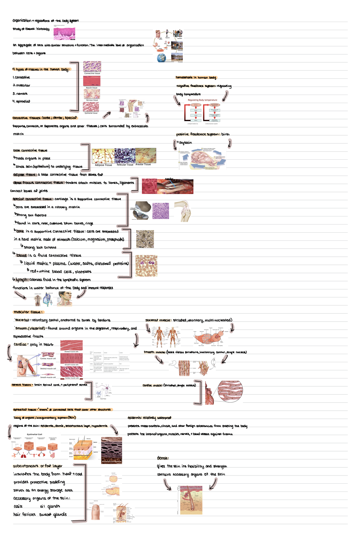 Human Biology organization and regulations of the body systems