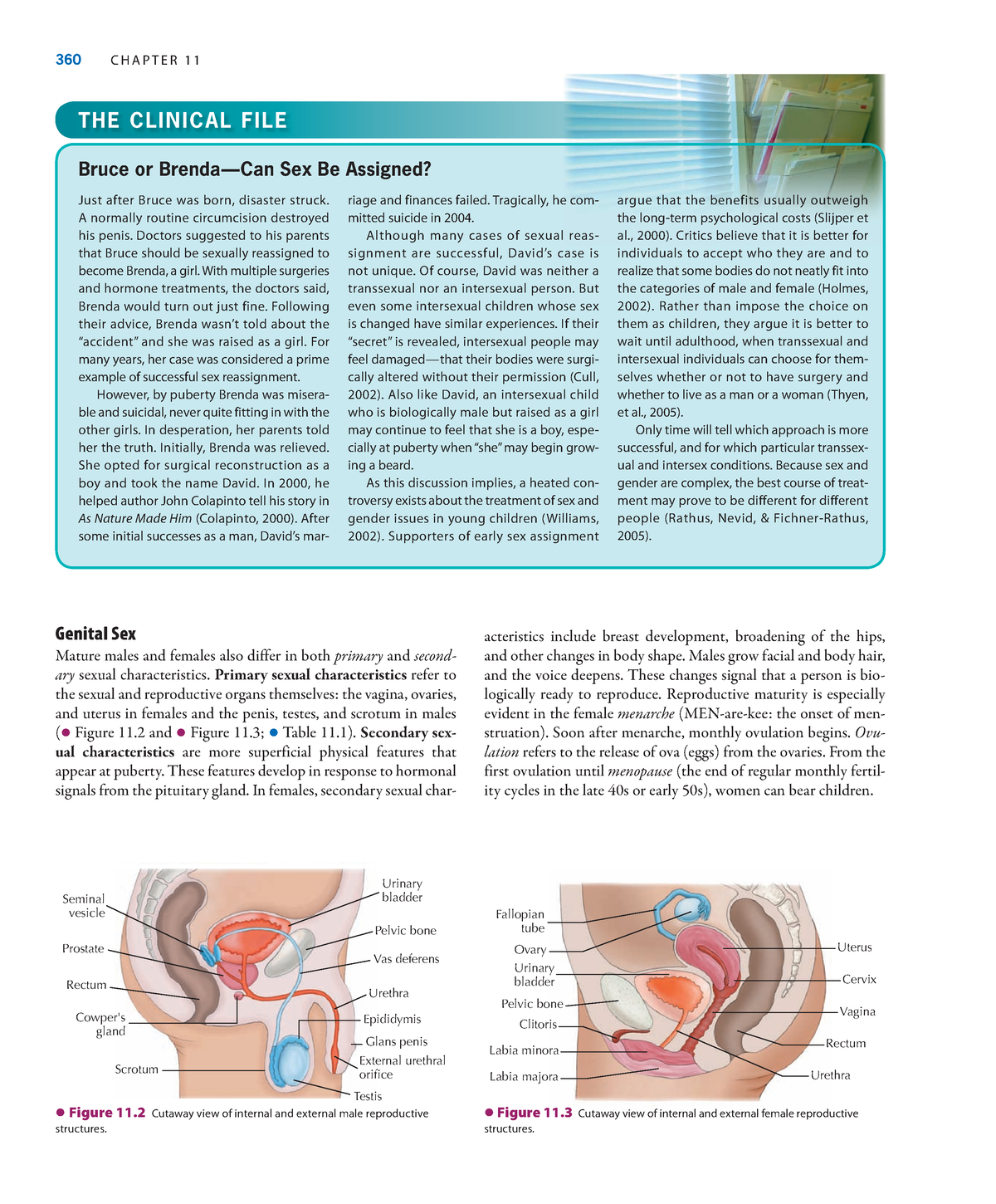 Gateways To Mind And Behavior 79 360 C H A P T E R 1 1 Genital Sex Mature Males And Females