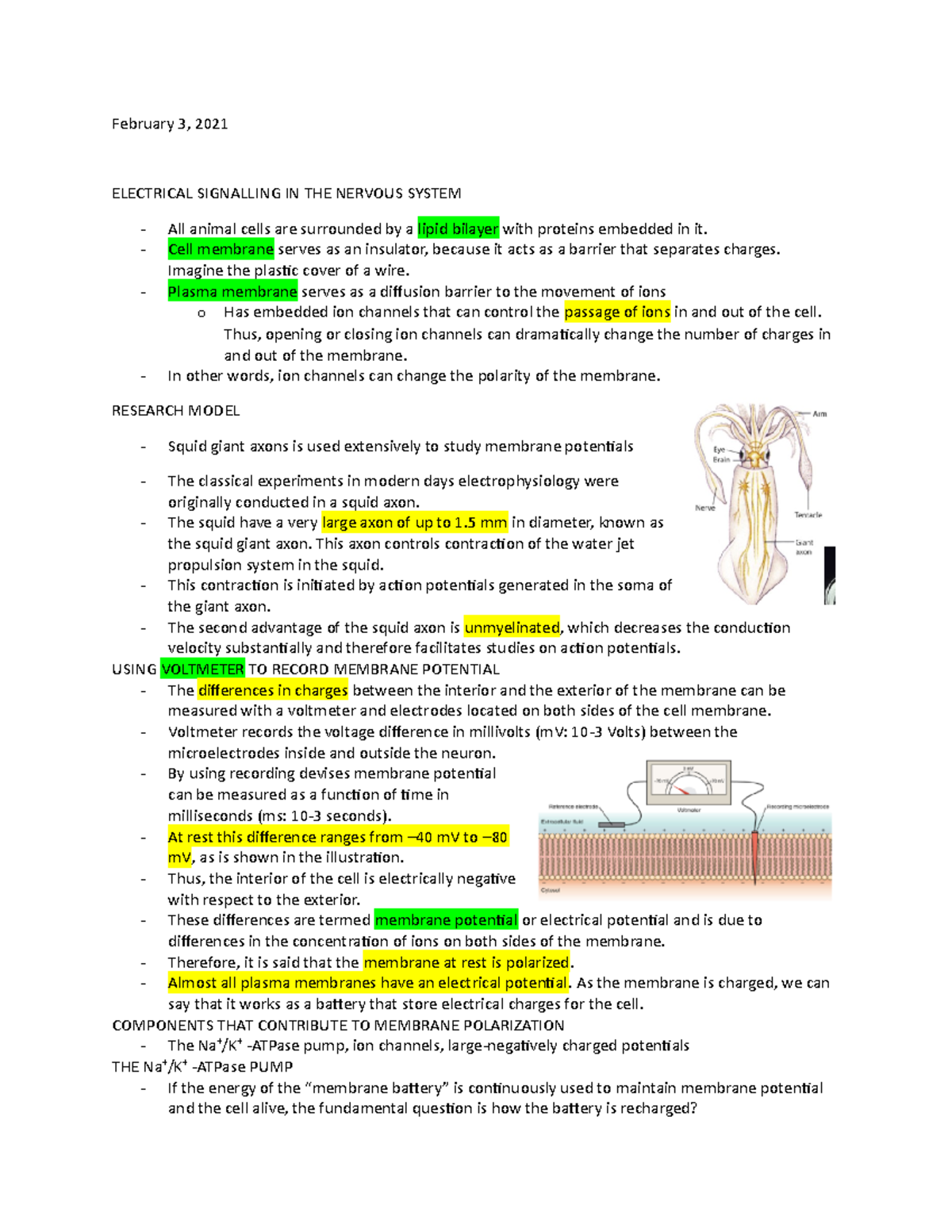 February 3 - Lecture Notes - February 3, 2021 ELECTRICAL SIGNALLING IN ...