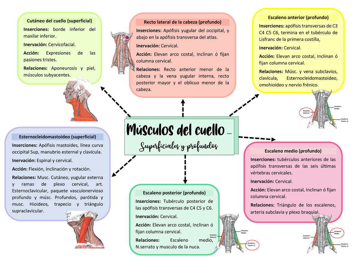 Musculos Del Cuello Anatomia Studocu Images – NBKomputer