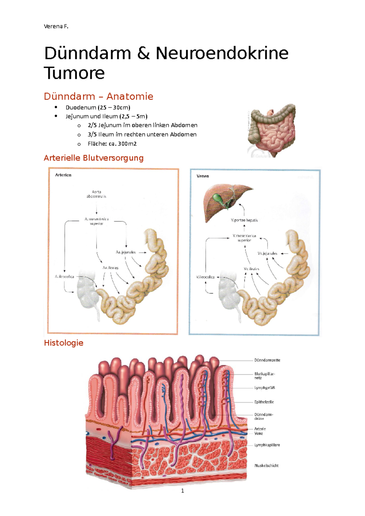 Chirurgie Dünndarm & Neuroendokrine Tumore - Dünndarm & Neuroendokrine ...