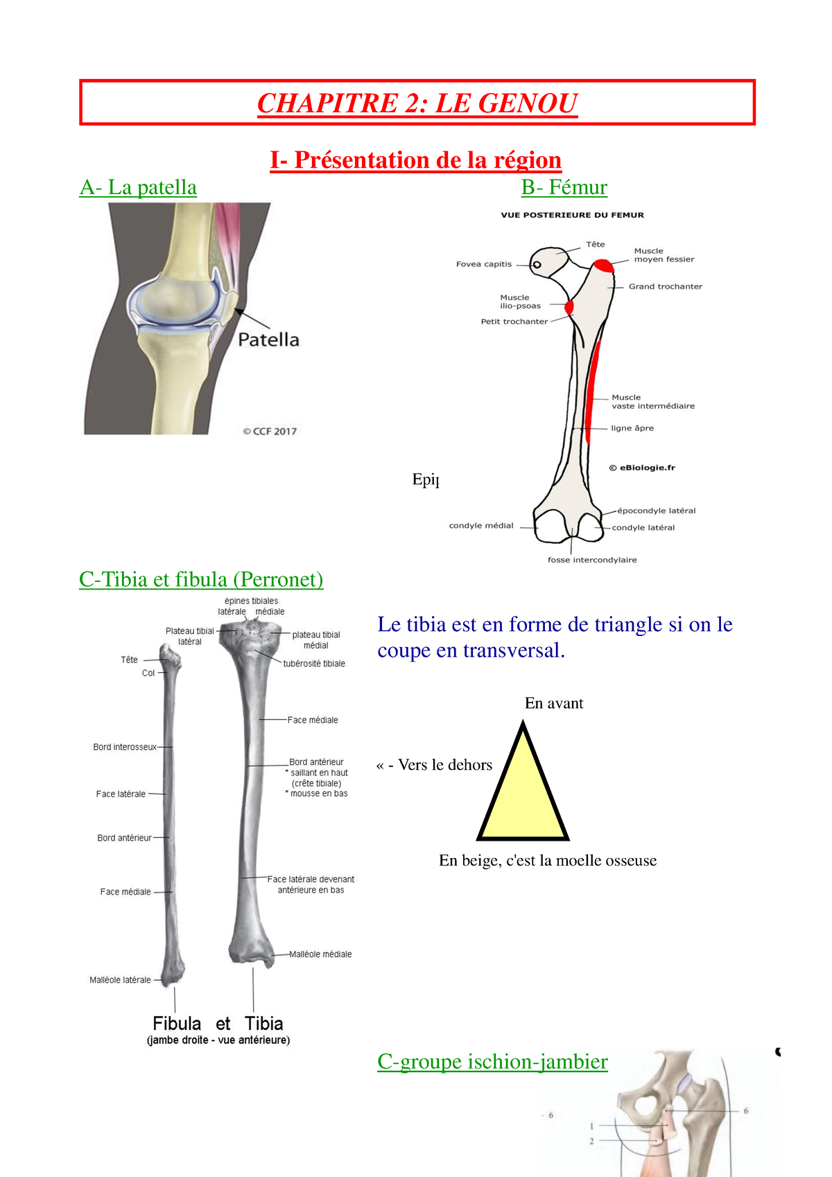 Chap 2 Le Genou - STAPS L1 - CHAPITRE 2: LE GENOU I- Présentation De La ...
