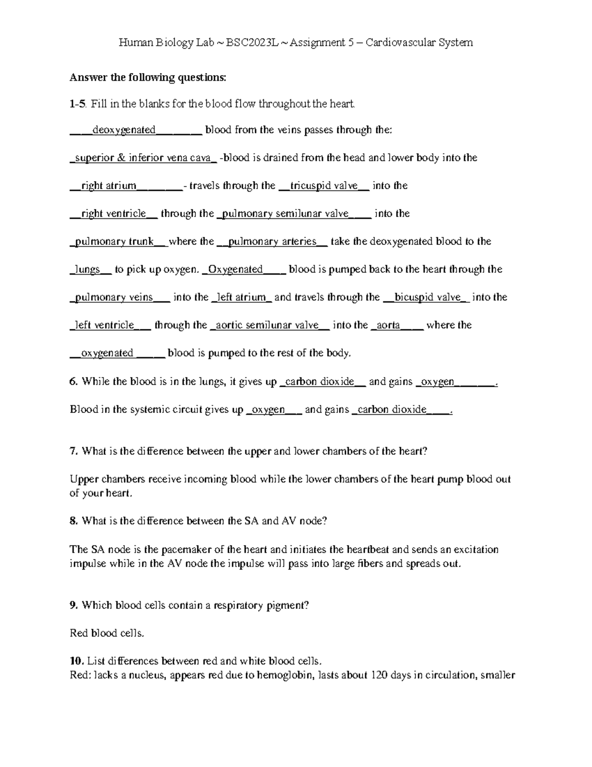 Assignment 5 - Fill in the blanks for the blood flow throughout the ...