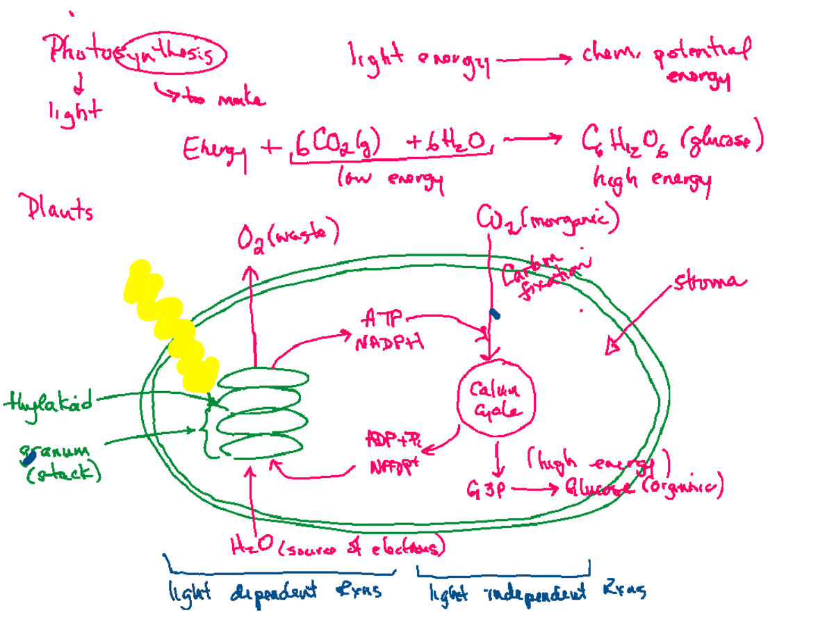 Photosynthesis Summary Board Note - Photosynthesis light energy chem ...